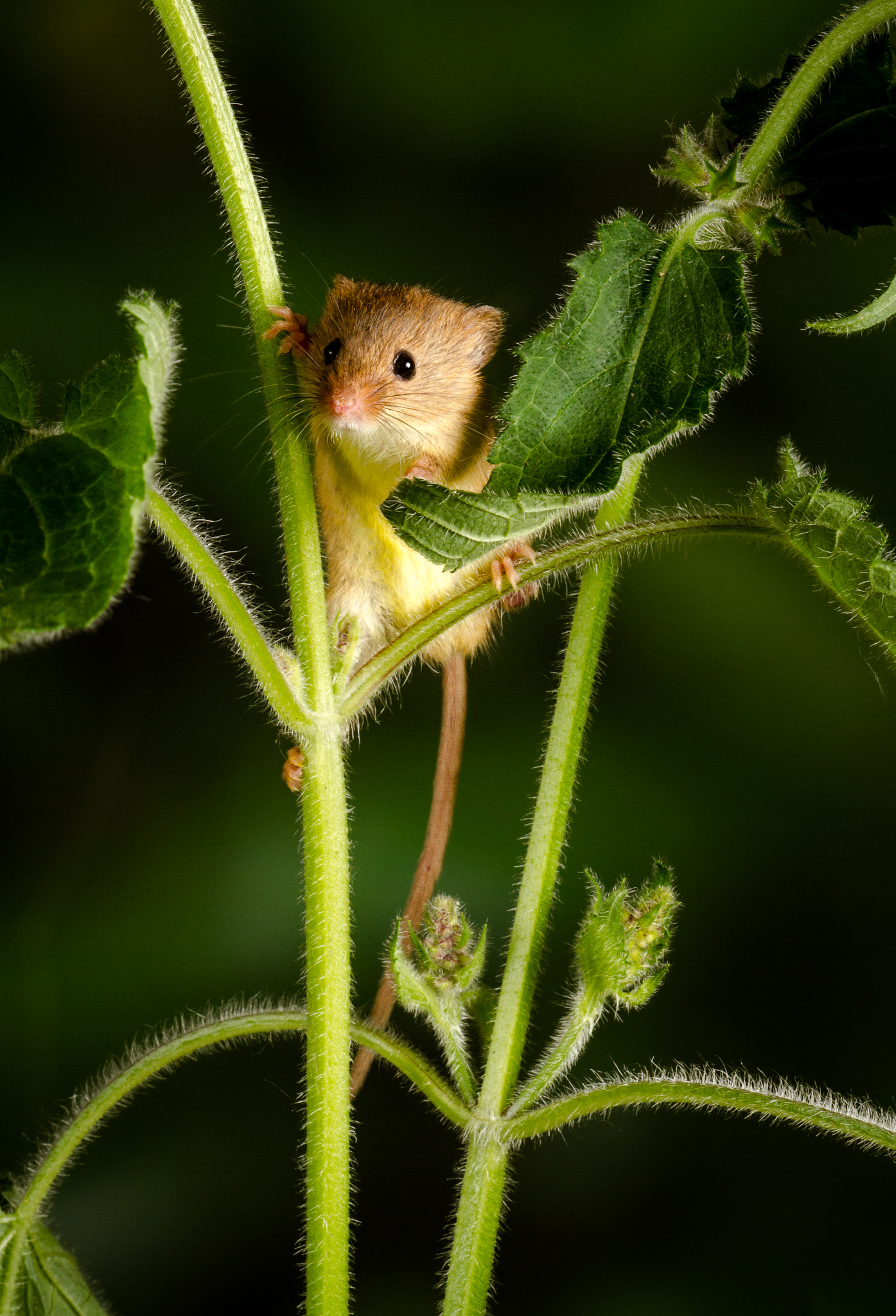 Sigma APO Macro 150mm f/2.8 EX DG HSM sample photo. Harvest mouse photography