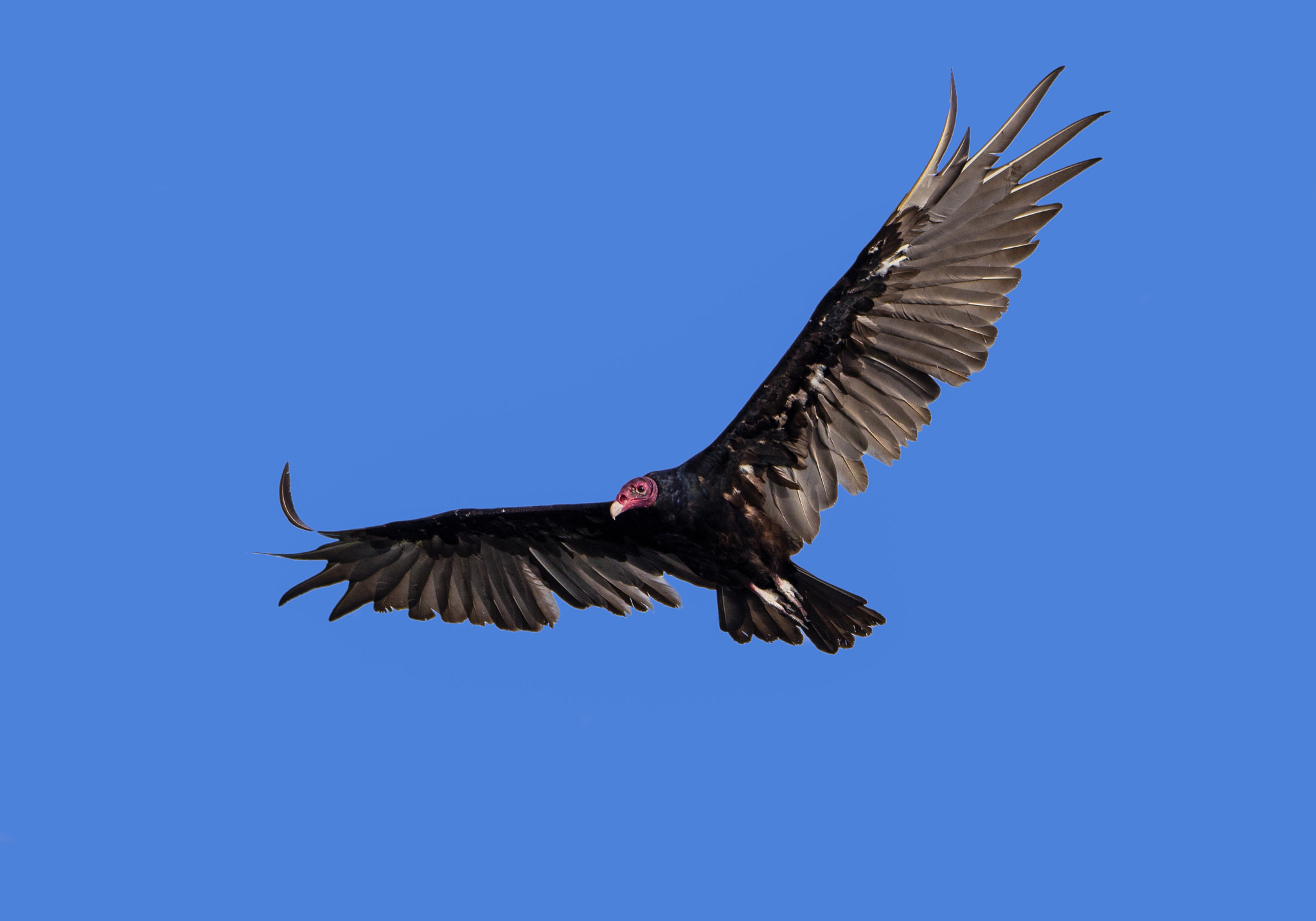 Nikon D600 sample photo. Wind surfing vulture photography