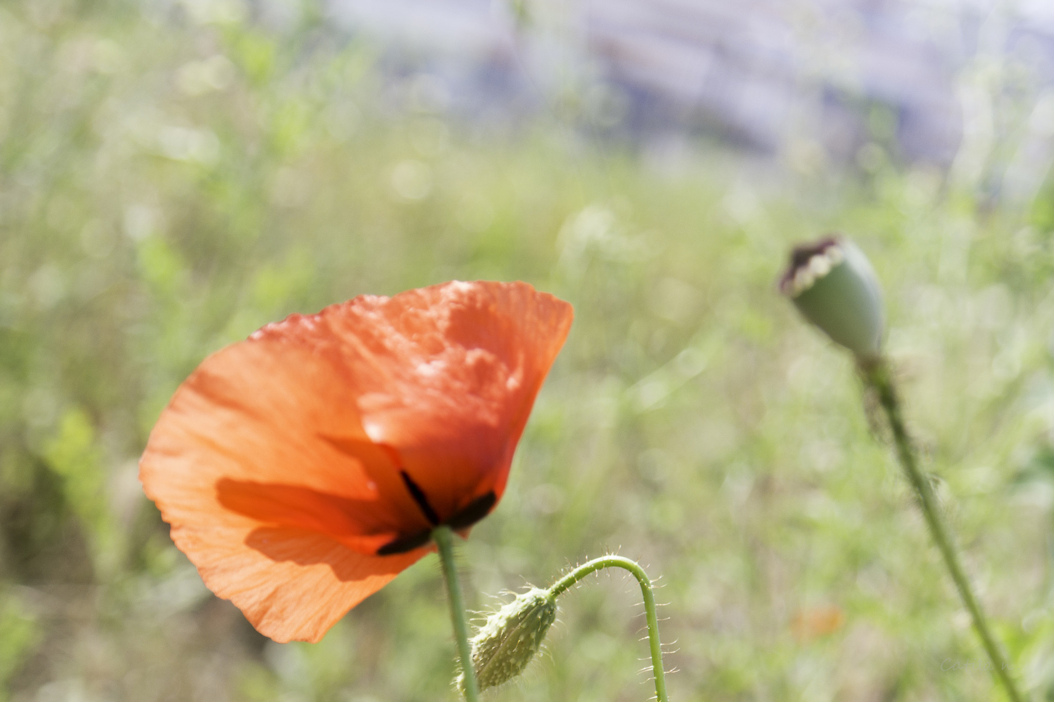 Samsung NX2000 + Samsung NX 18-55mm F3.5-5.6 OIS sample photo. 20160611-_sam0036.jpg photography