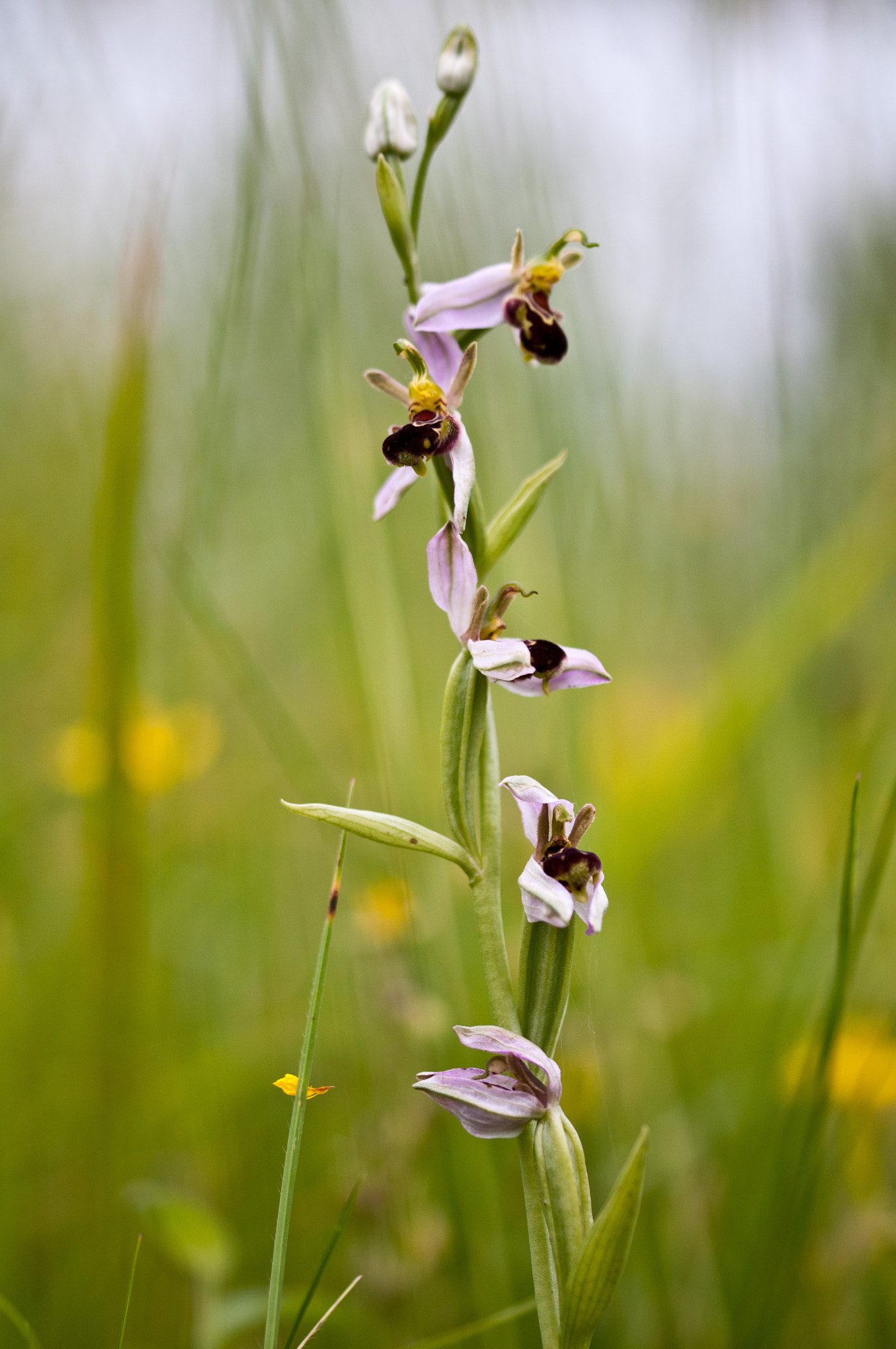 Sigma 105mm F2.8 EX DG OS HSM sample photo. Bee orchid photography