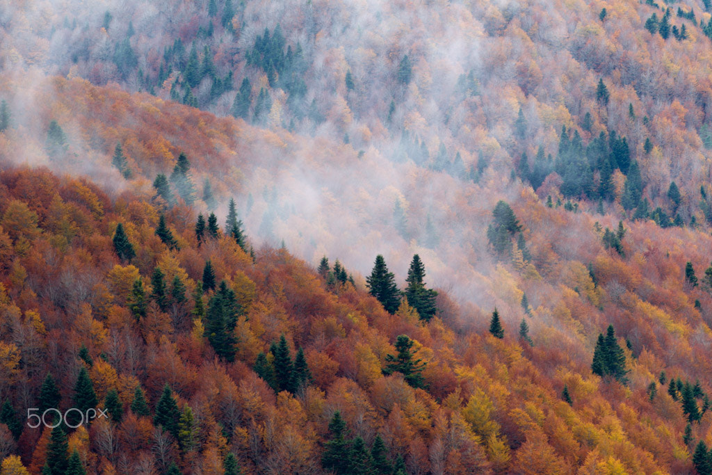 Canon EF 200mm F2.8L II USM sample photo. Otoño en la selva de irati photography