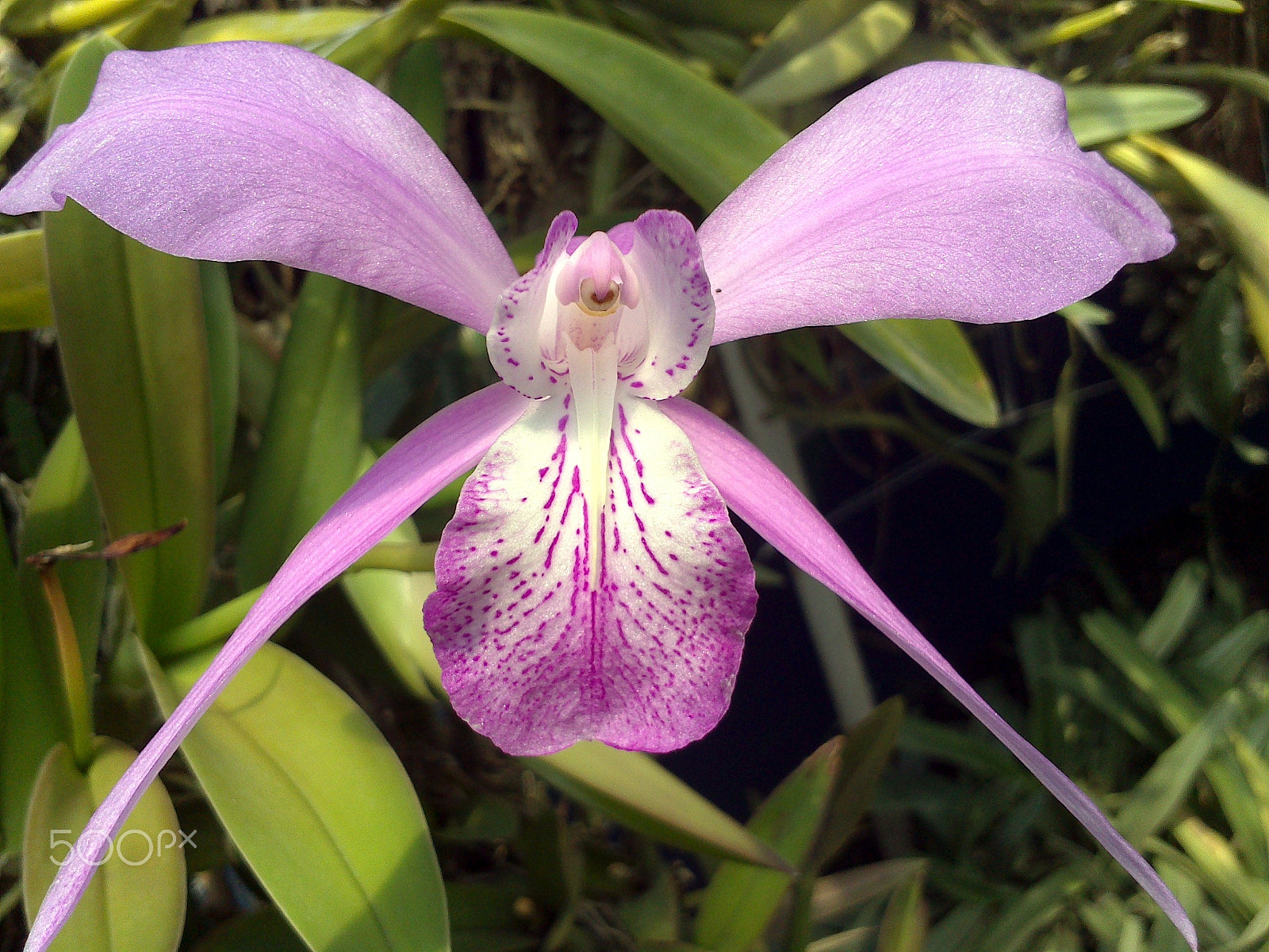 Sony Ericsson Xperia Go sample photo. Orquidea angel photography