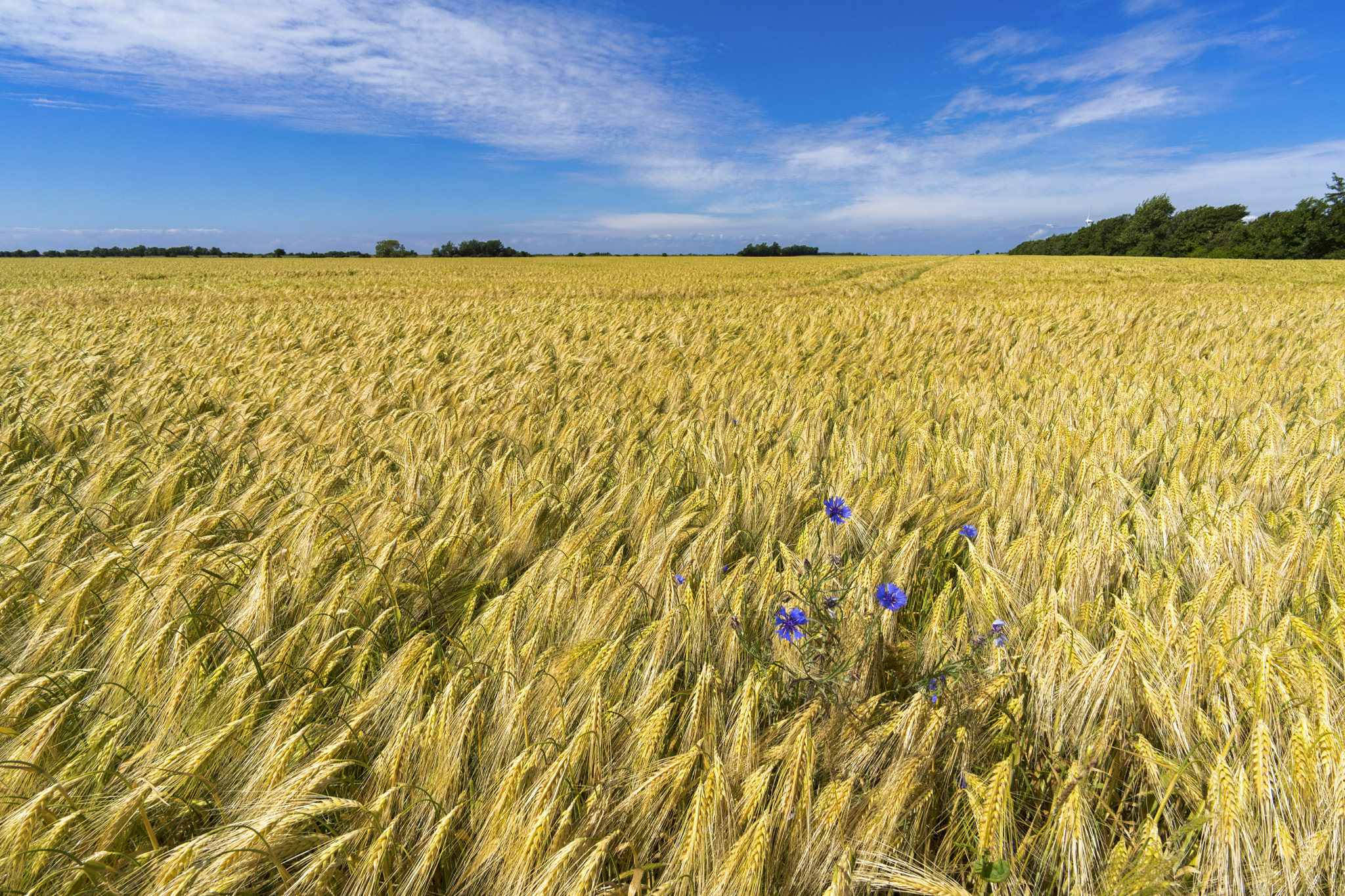 Sony a7 II sample photo. Cornflowers photography