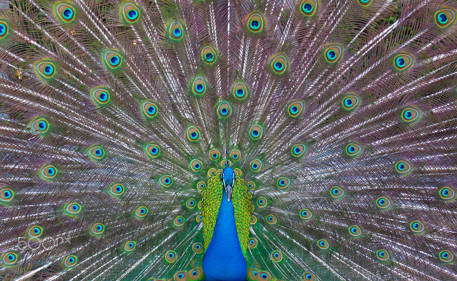 Canon EOS 50D + Canon EF 50mm F1.4 USM sample photo. Peacock showing off photography