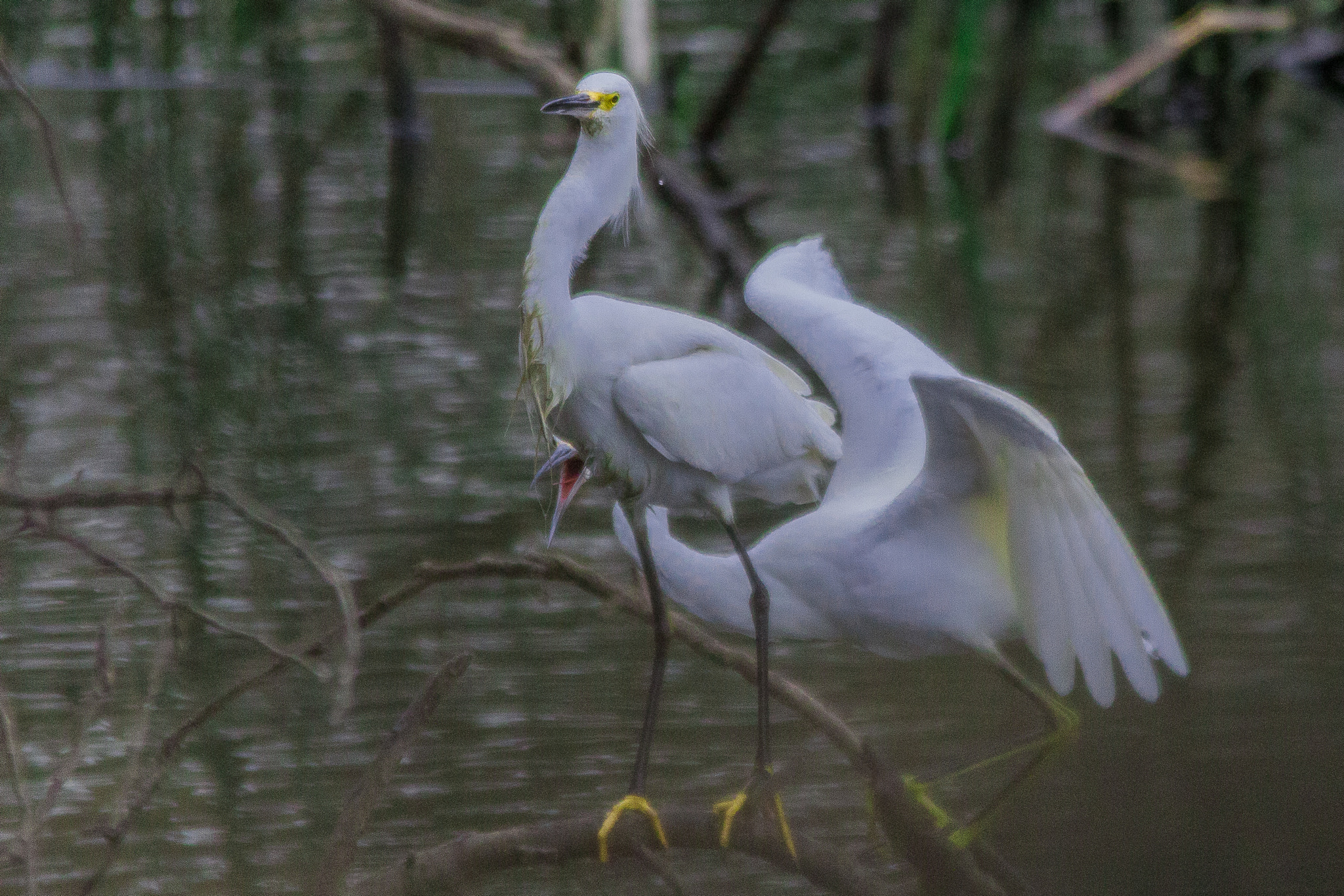 Sigma 150-500mm F5-6.3 DG OS HSM sample photo