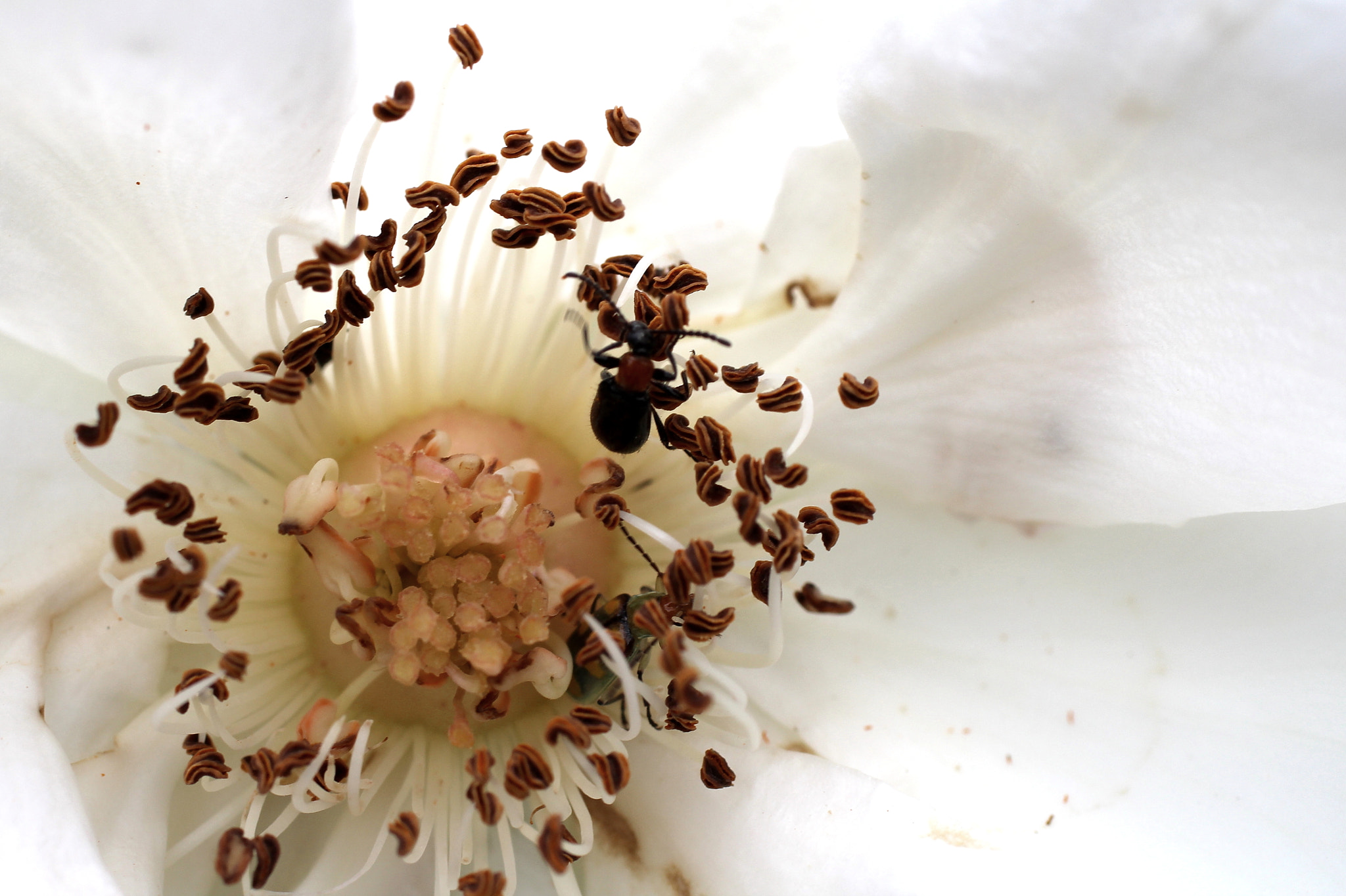 Canon EF 50mm F2.5 Macro sample photo. Dentro da flor photography