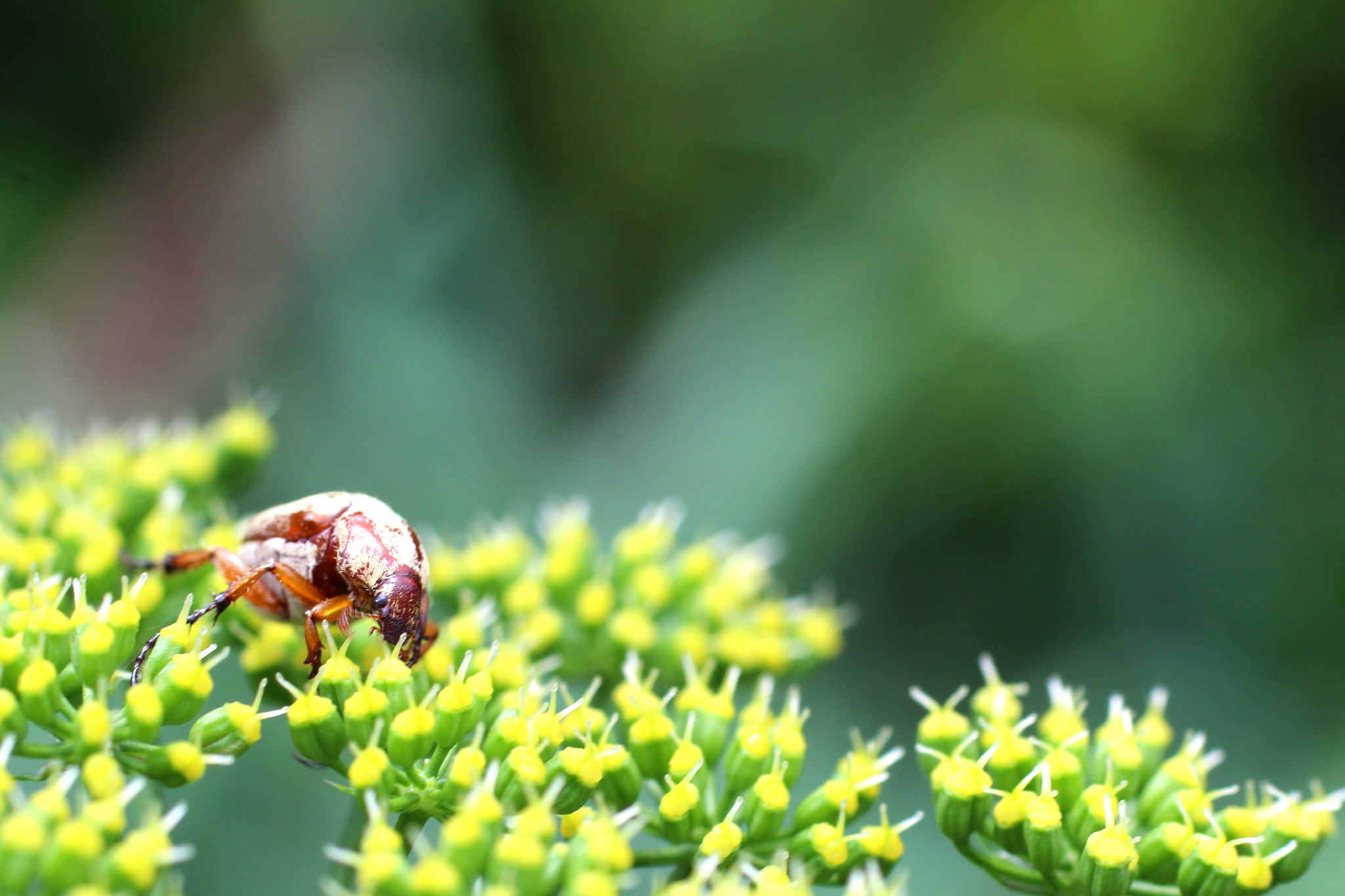 Canon EF 50mm F2.5 Macro sample photo. Explorador photography