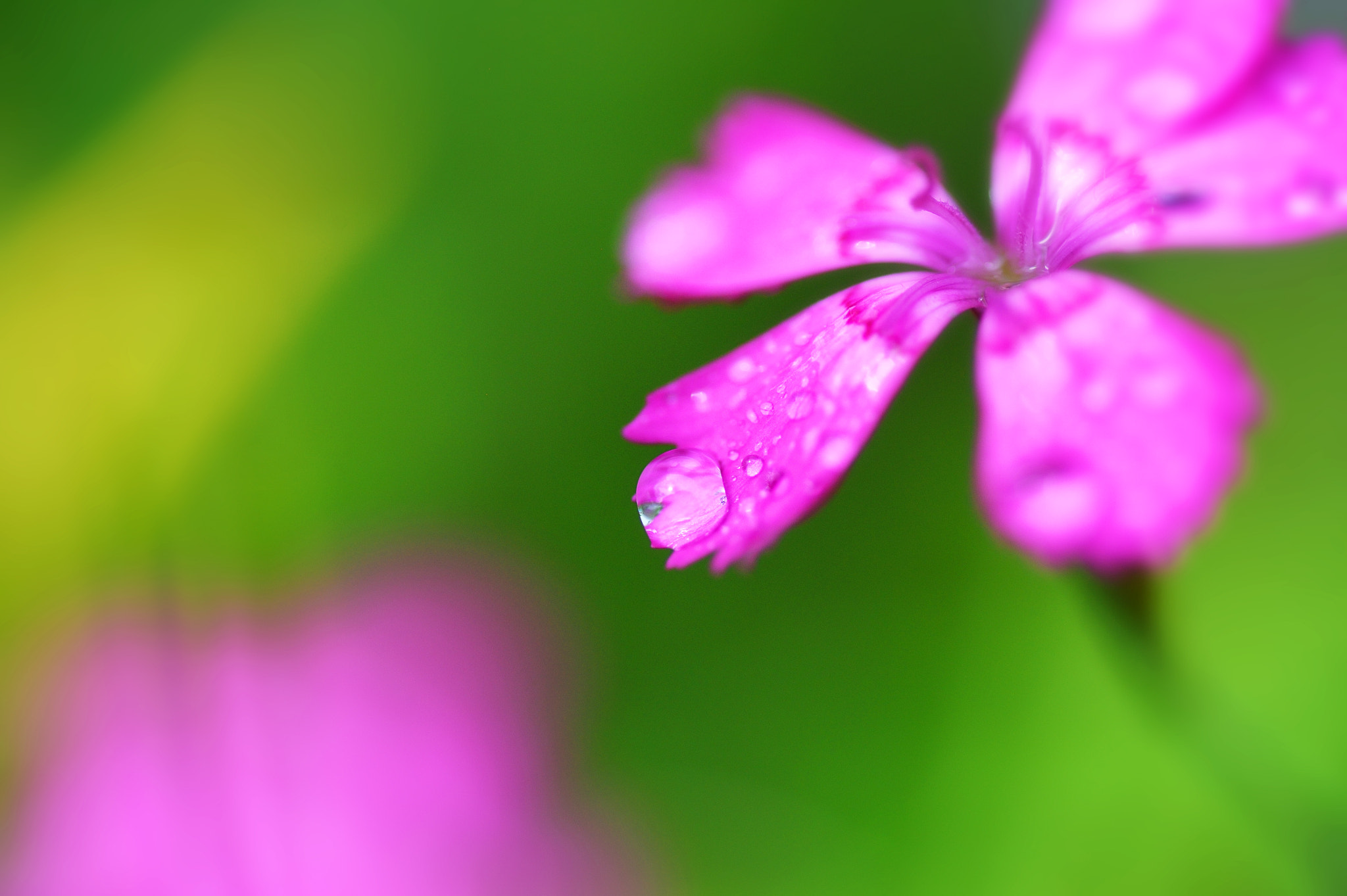 Nikon Df sample photo. Dianthus armeria photography