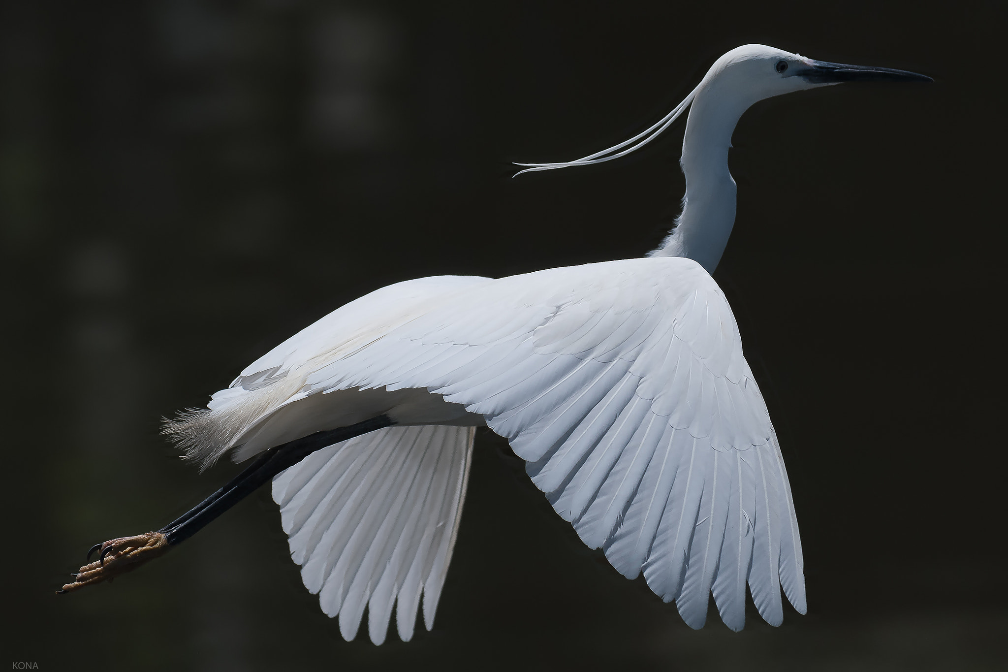 Nikon AF-S Nikkor 400mm F2.8G ED VR II sample photo. Sagi photography