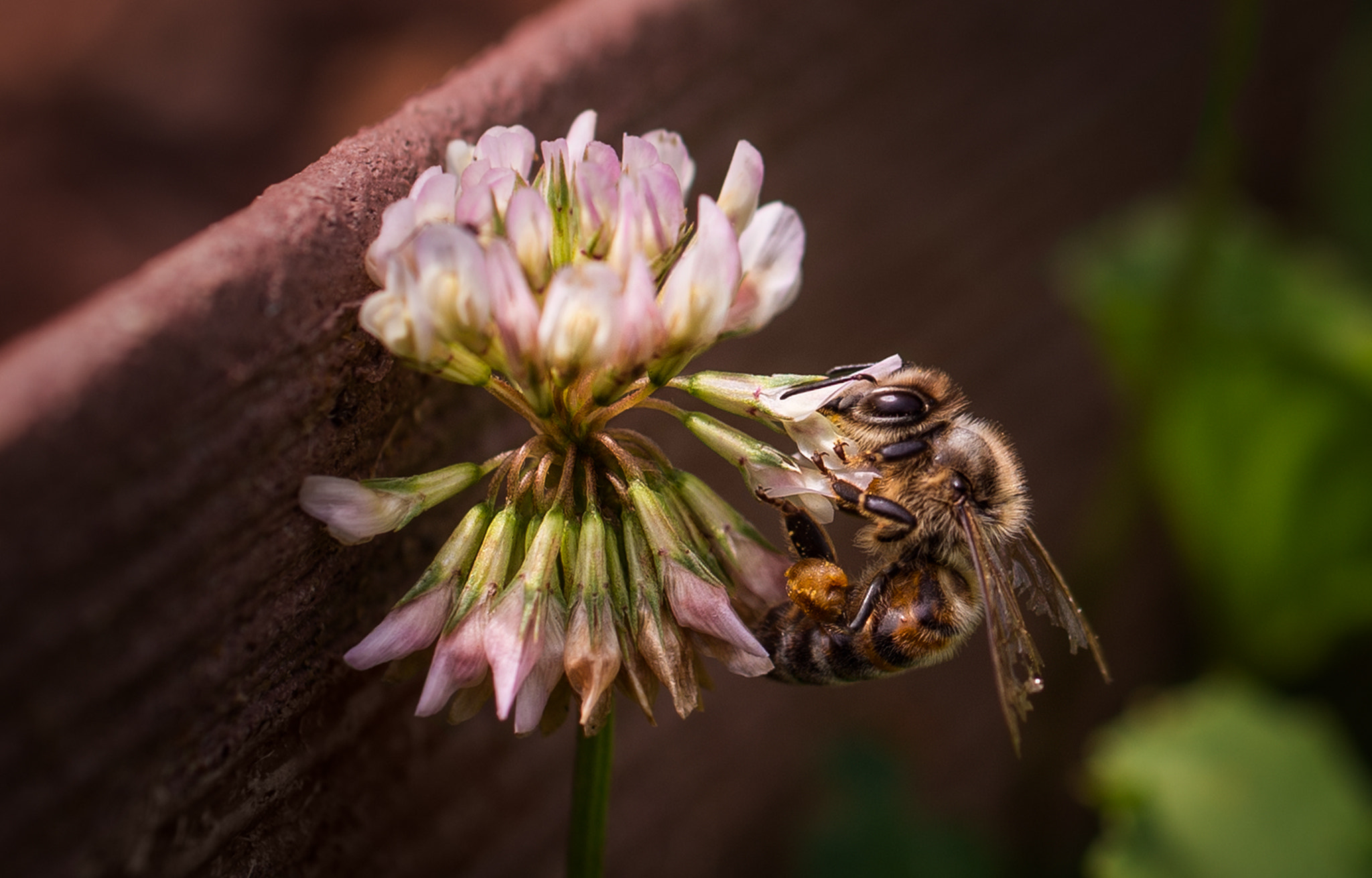 Nikon D4S + Sigma 50mm F2.8 EX DG Macro sample photo. Bee copyfbbigger photography