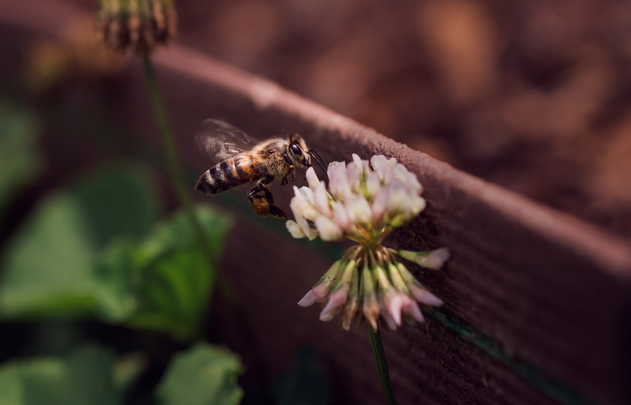 Nikon D4S + Sigma 50mm F2.8 EX DG Macro sample photo. Macro bee photography