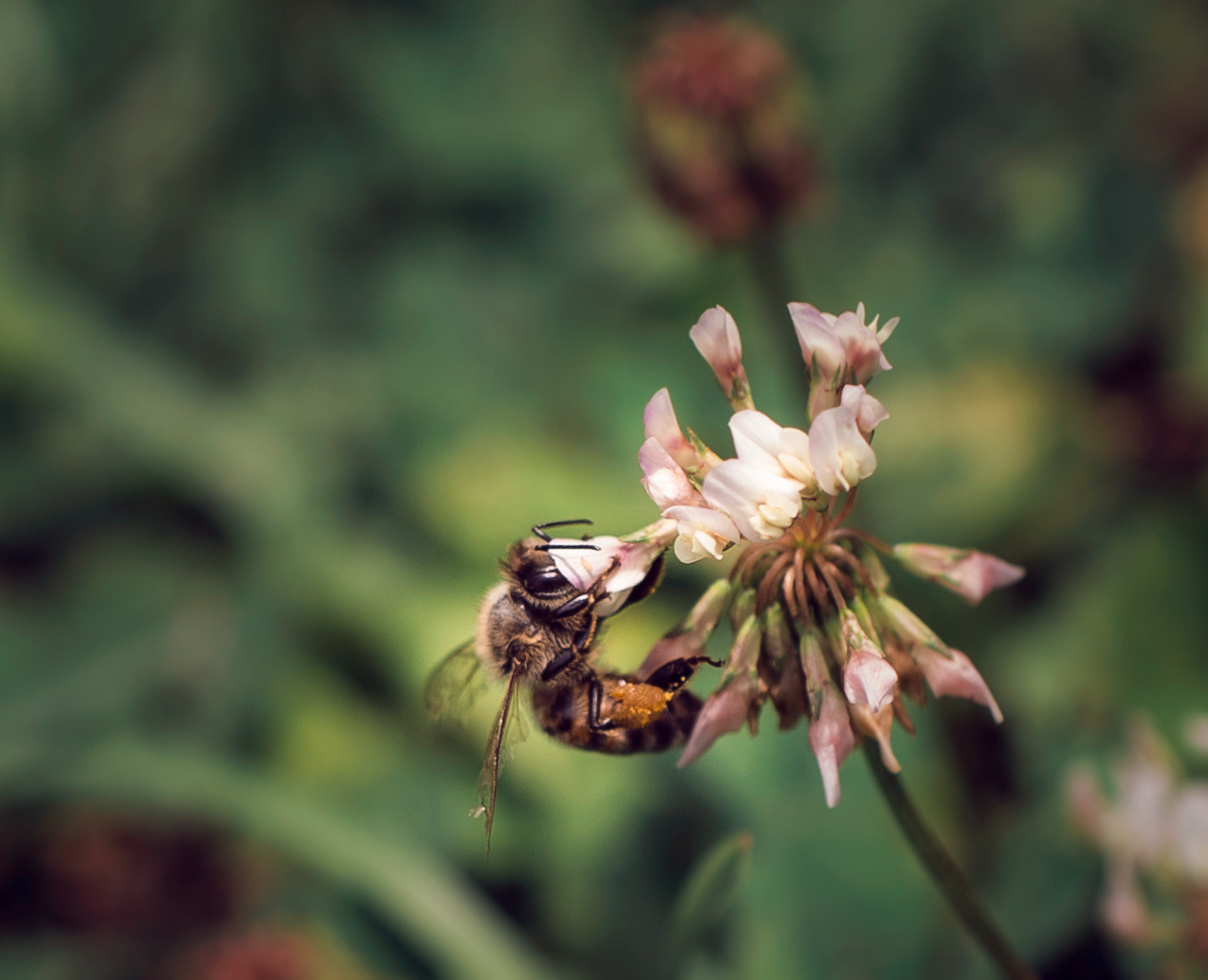 Nikon D4S + Sigma 50mm F2.8 EX DG Macro sample photo. Macro bee photography