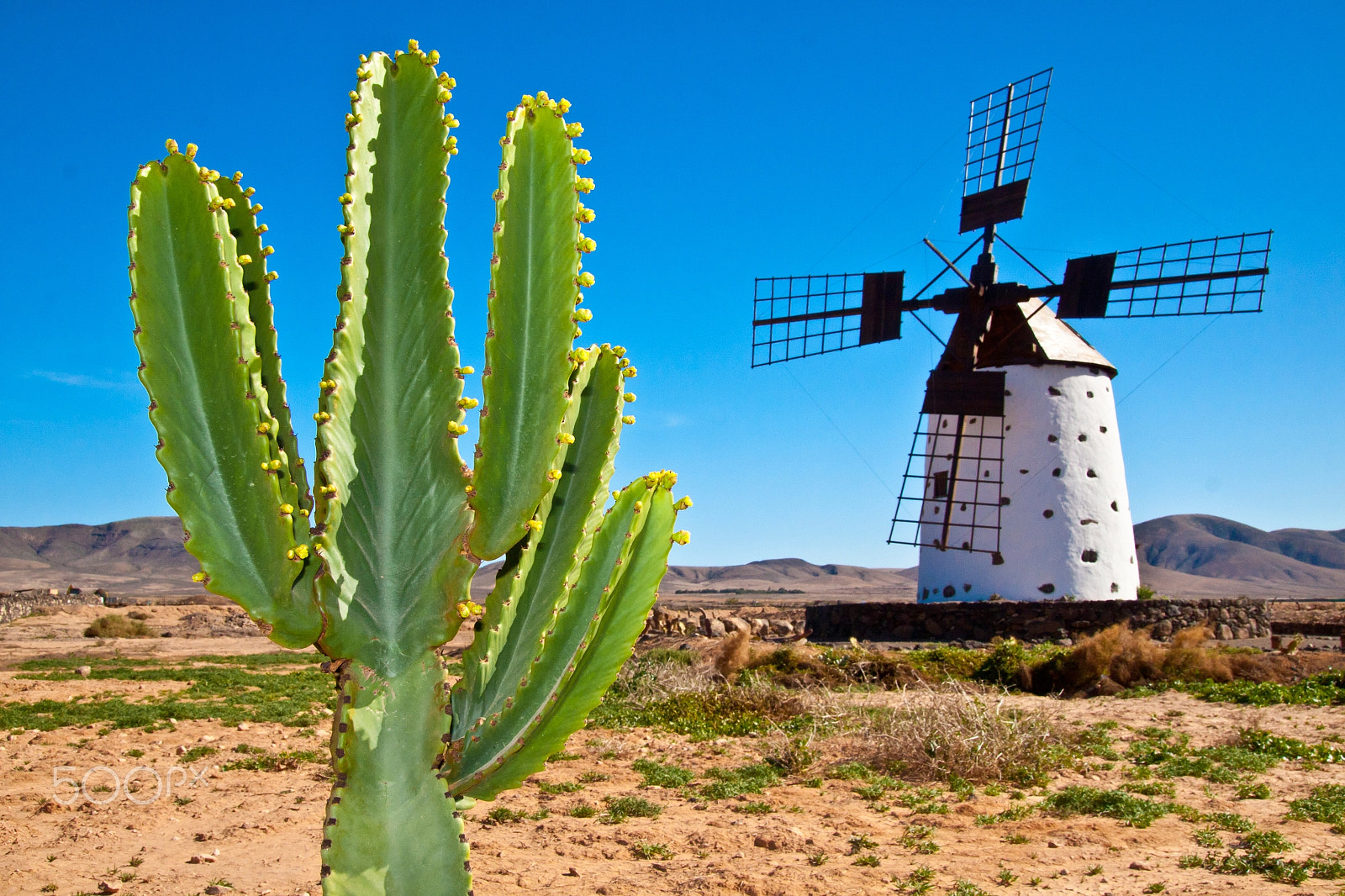 Canon EOS 50D + Sigma 18-50mm f/2.8 Macro sample photo. Cactus and the traditional windmill at the fuertaventura photography