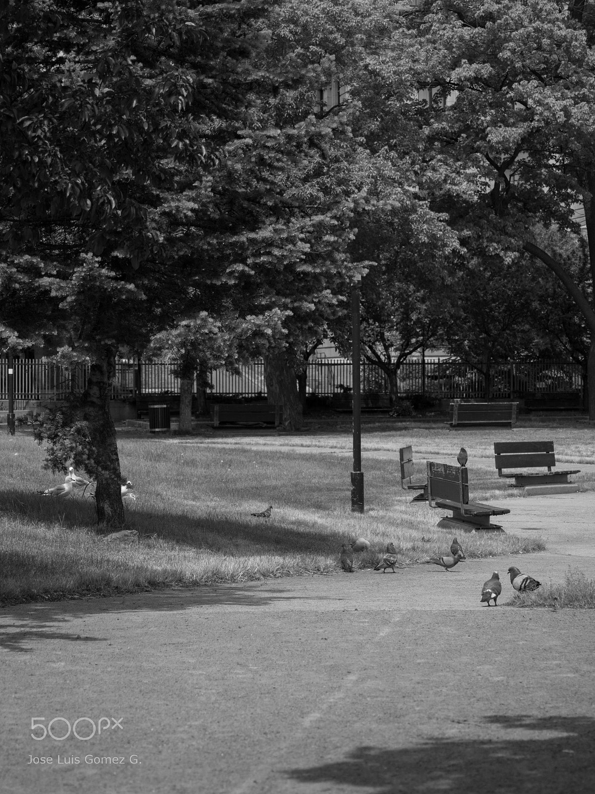 Olympus PEN E-PM2 sample photo. Pigeon neighborhood photography