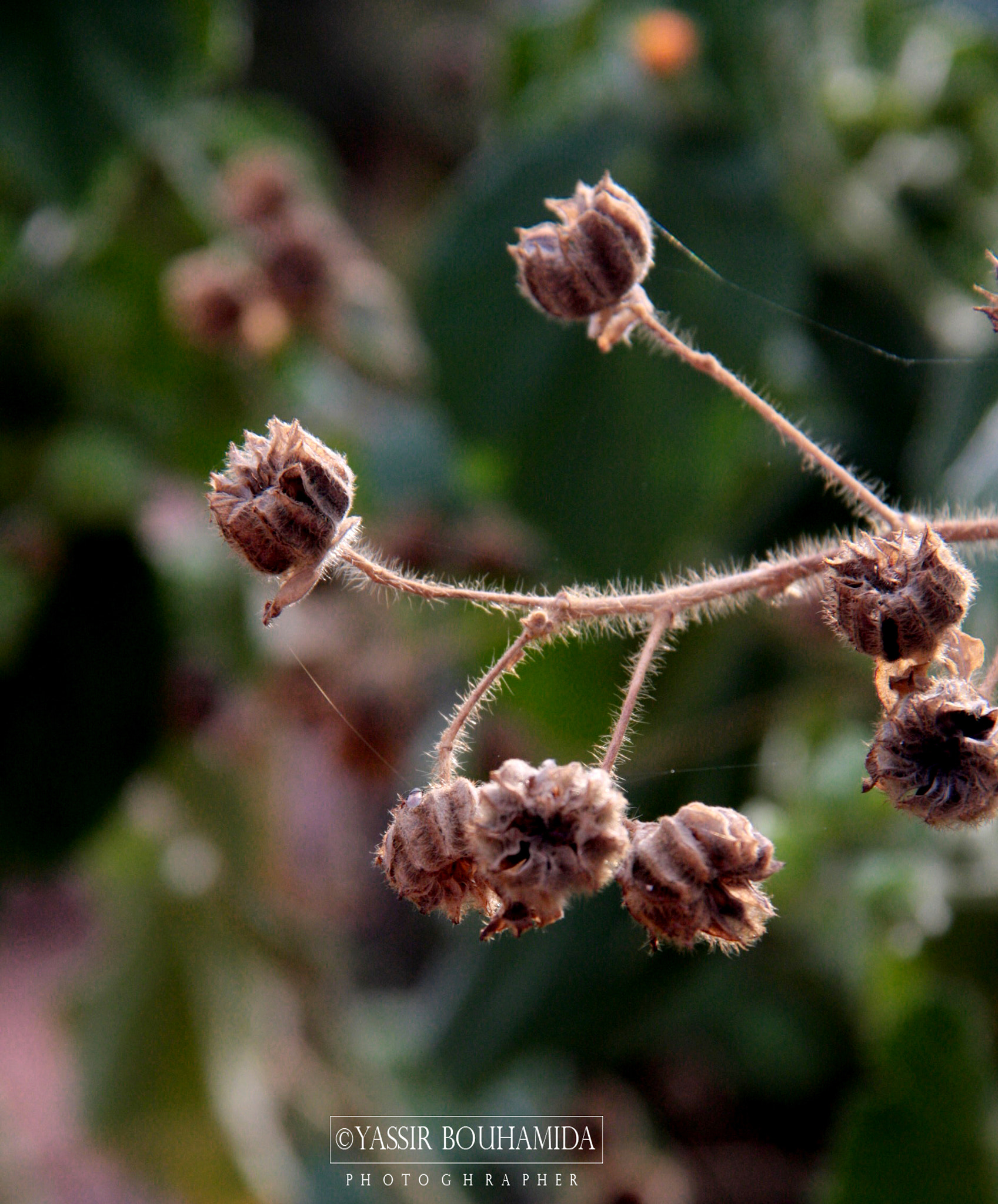 Canon EOS 40D sample photo
