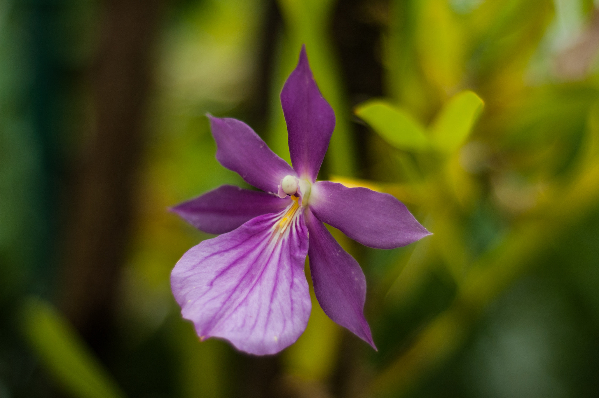 Nikon D70s + Nikon AF Nikkor 50mm F1.8D sample photo. Dsc_9715.jpg photography