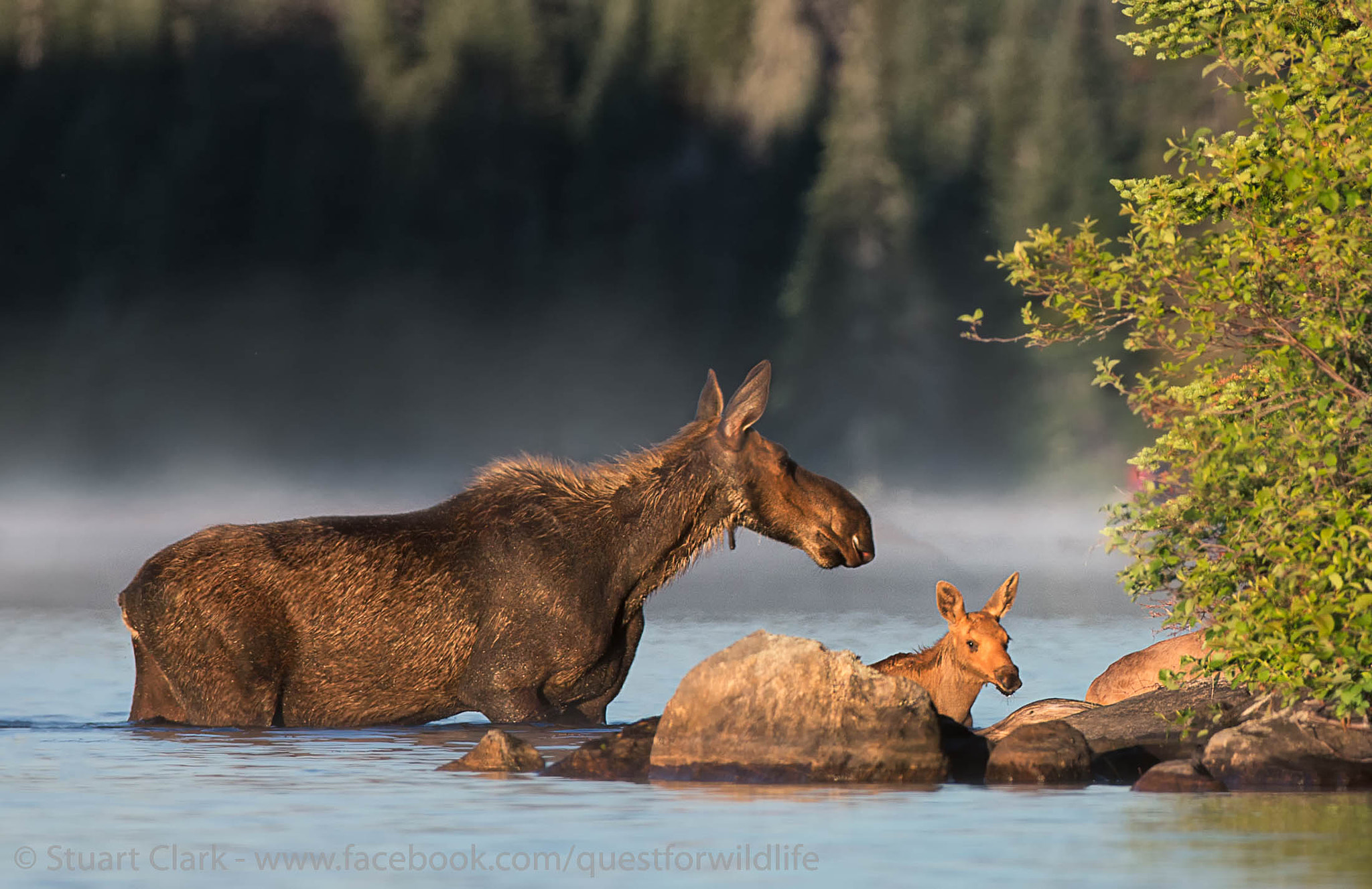 Canon EOS-1D X + Canon EF 600mm f/4L IS sample photo. A safer place photography