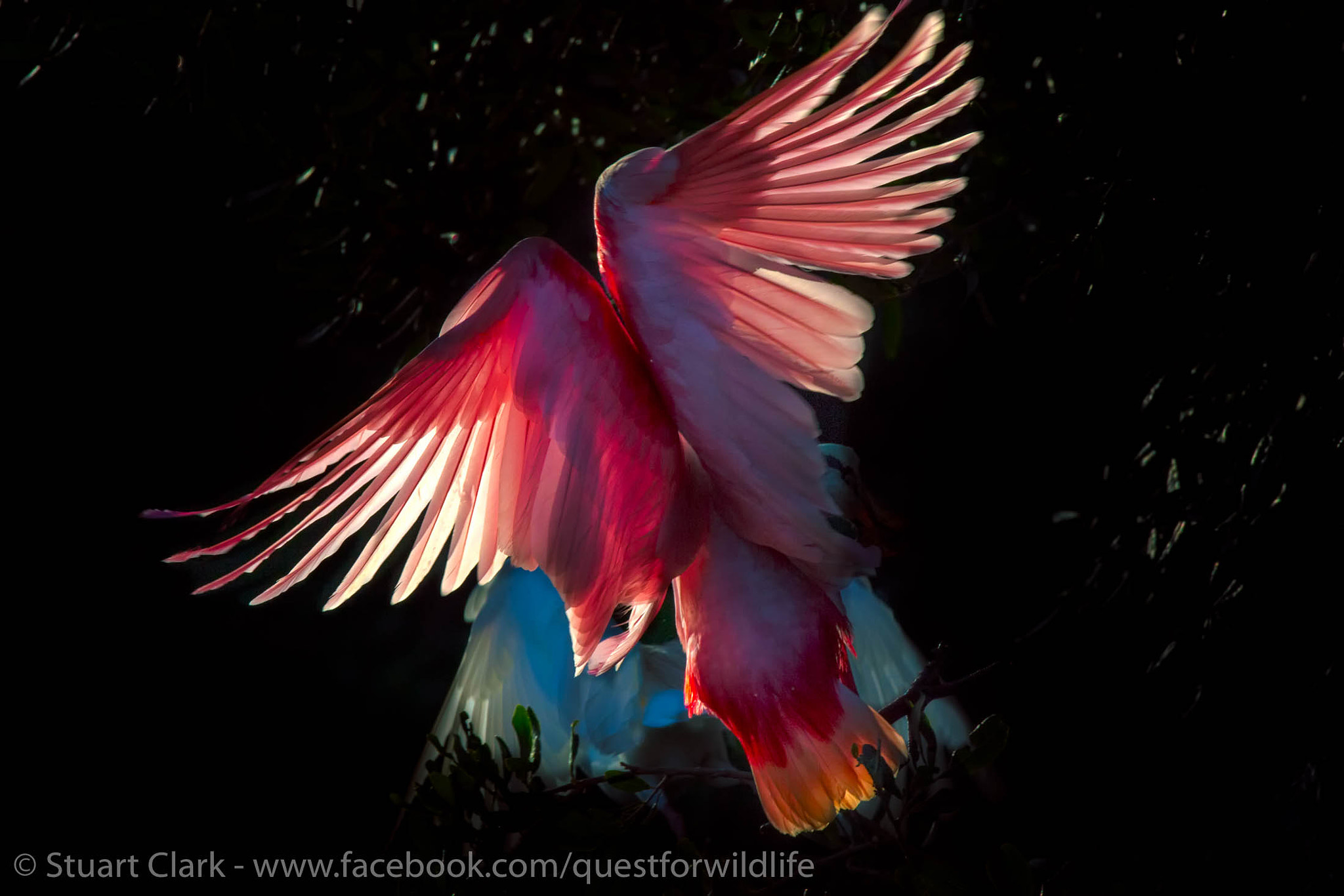 Canon EOS-1D X + Canon EF 600mm f/4L IS sample photo. Night of the spoonbill photography