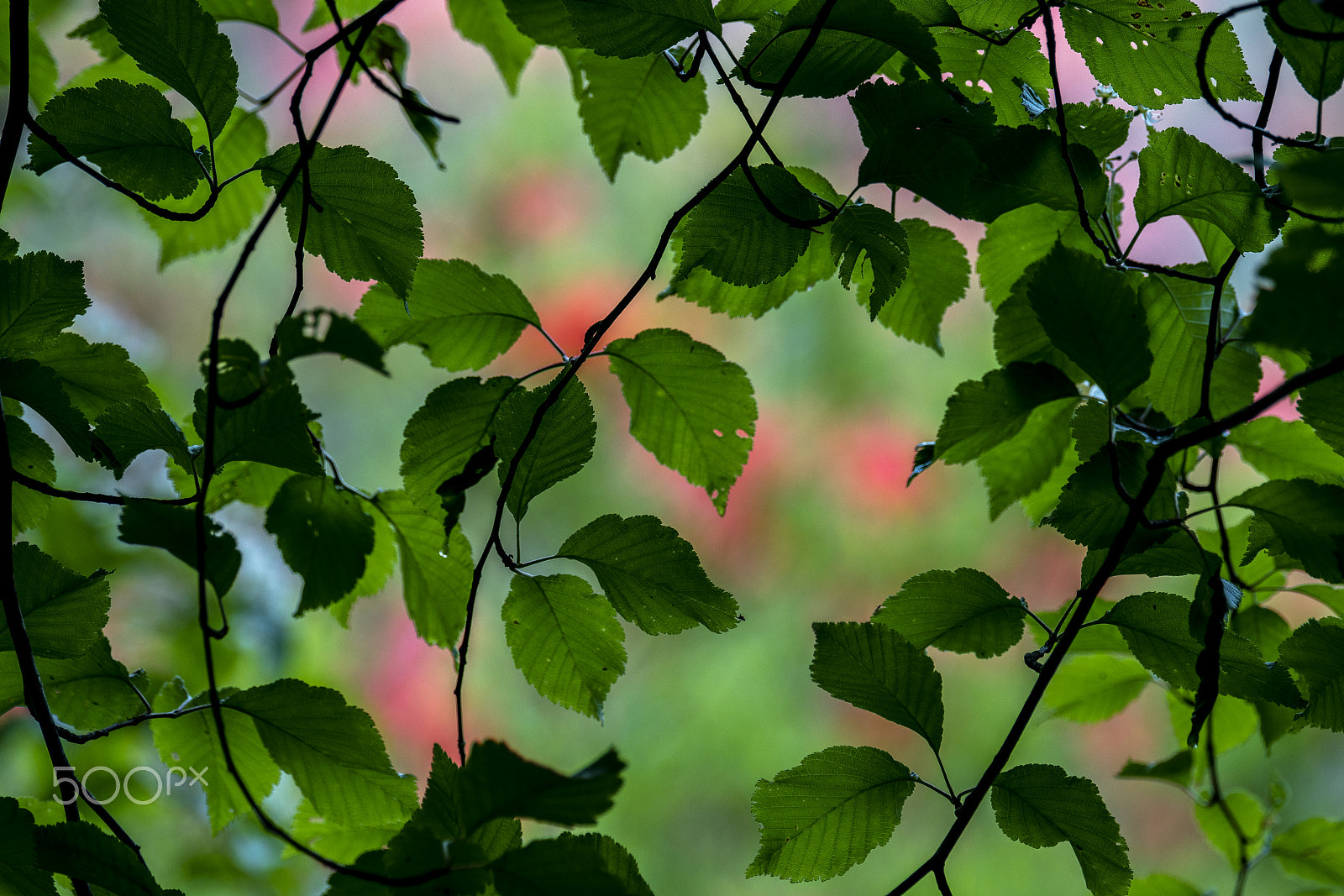 Sony a7R II + Sony 70-400mm F4-5.6 G SSM II sample photo. At otome kougen photography