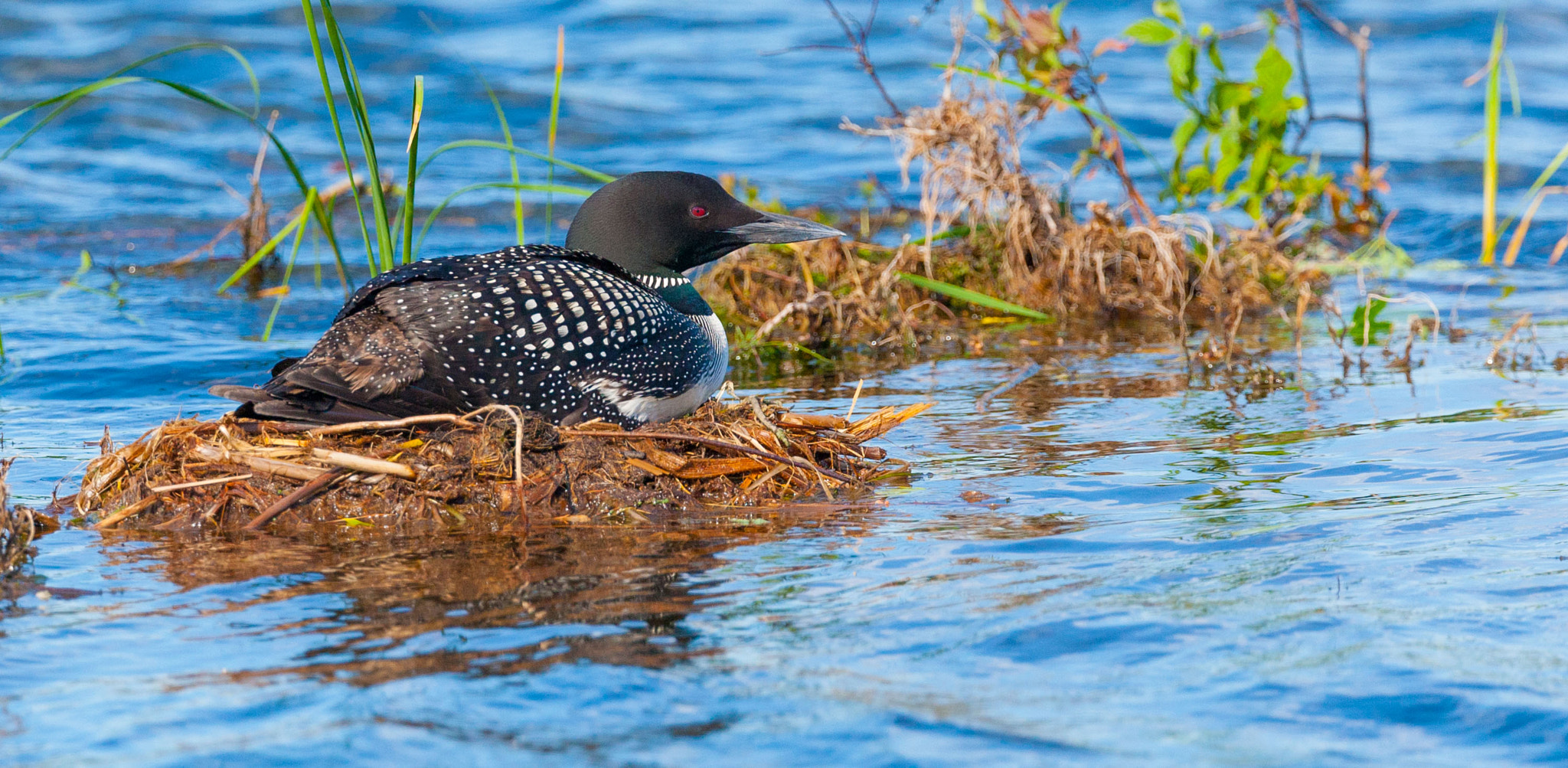 Canon EF 300mm F2.8L IS II USM sample photo. Comfortable on the nest photography