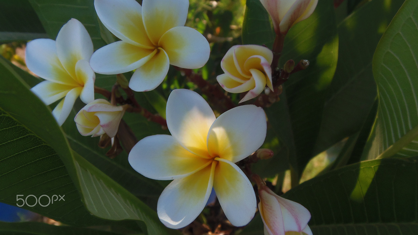 Olympus SP-810UZ sample photo. Olympus digital camera��������� photography