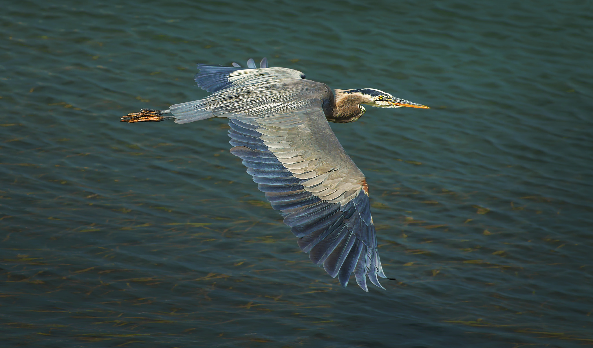 Nikon D800E + AF Nikkor 300mm f/4 IF-ED sample photo. Heron fly by photography