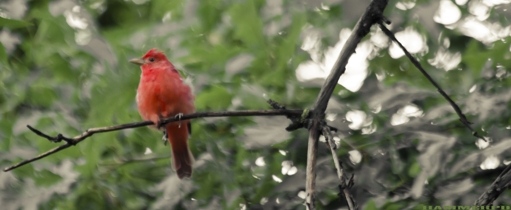 Canon EF 70-300mm F4-5.6 IS USM sample photo. Summer tanager photography