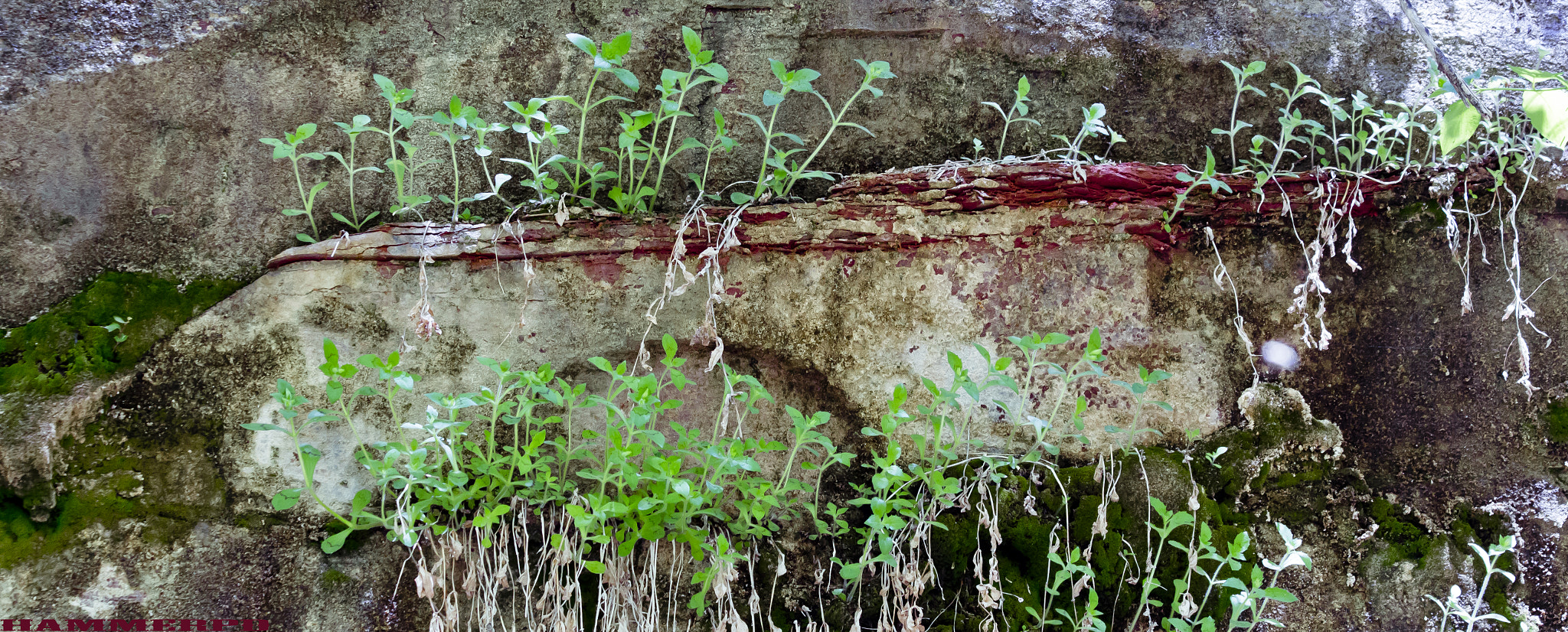 Canon EF 70-300mm F4-5.6 IS USM sample photo. Outgrowth photography