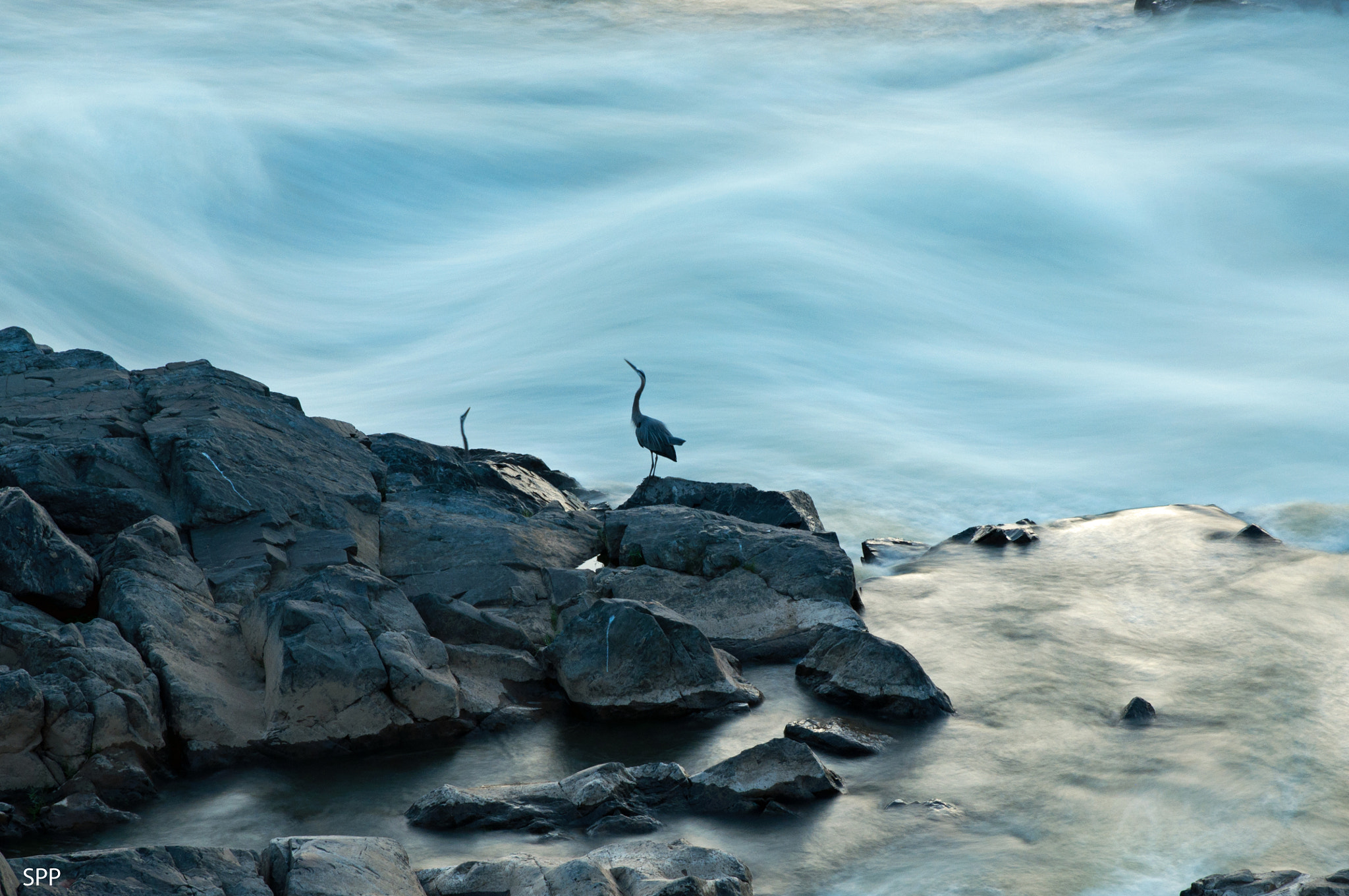Nikon D90 + Tamron SP 24-70mm F2.8 Di VC USD sample photo. Herons by the river photography