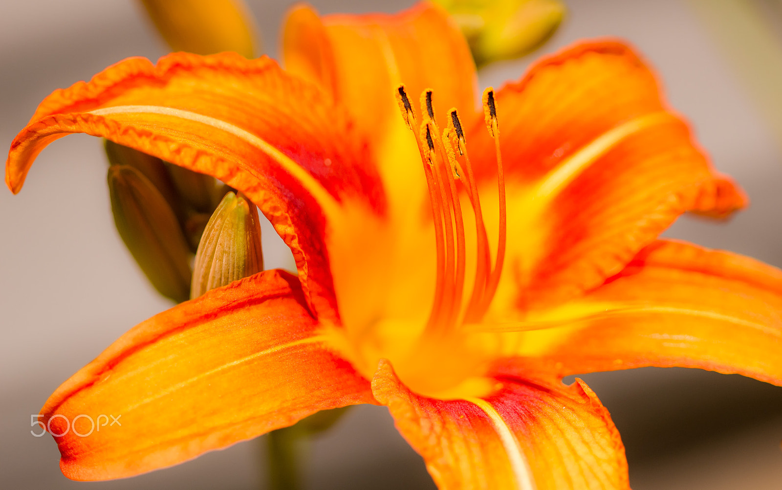 Canon EOS 100D (EOS Rebel SL1 / EOS Kiss X7) sample photo. Daylilies photography