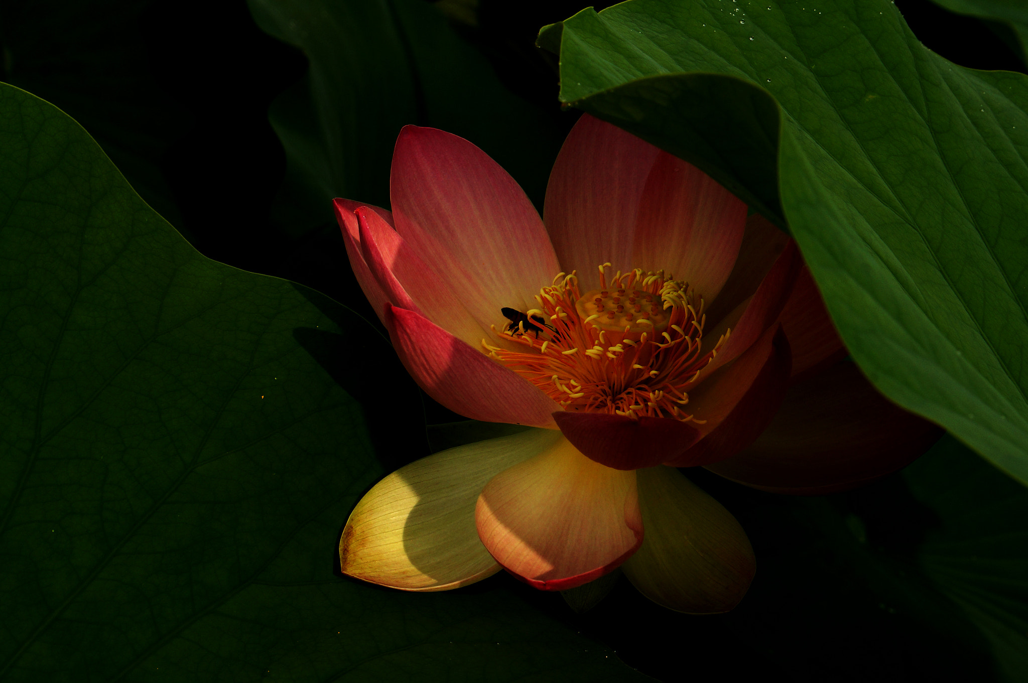 Sony E 18-200mm F3.5-6.3 OSS sample photo. Lotus photography