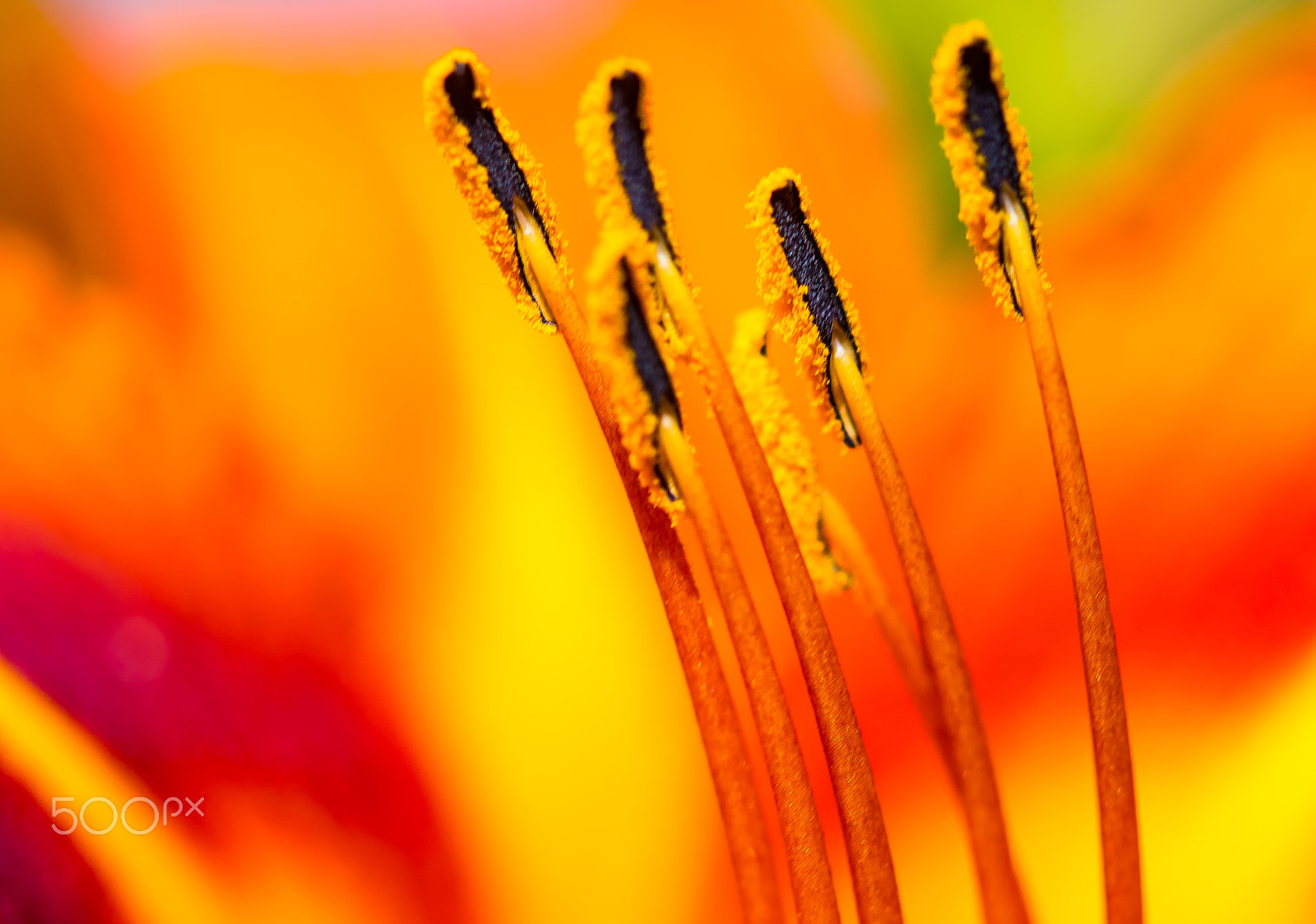 Canon EOS 100D (EOS Rebel SL1 / EOS Kiss X7) sample photo. Daylilies pollen photography
