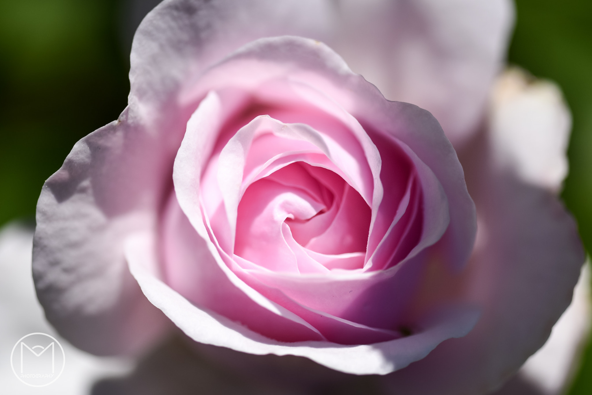 Nikon D750 + Nikon AF Micro-Nikkor 200mm F4D ED-IF sample photo. Soft rose photography