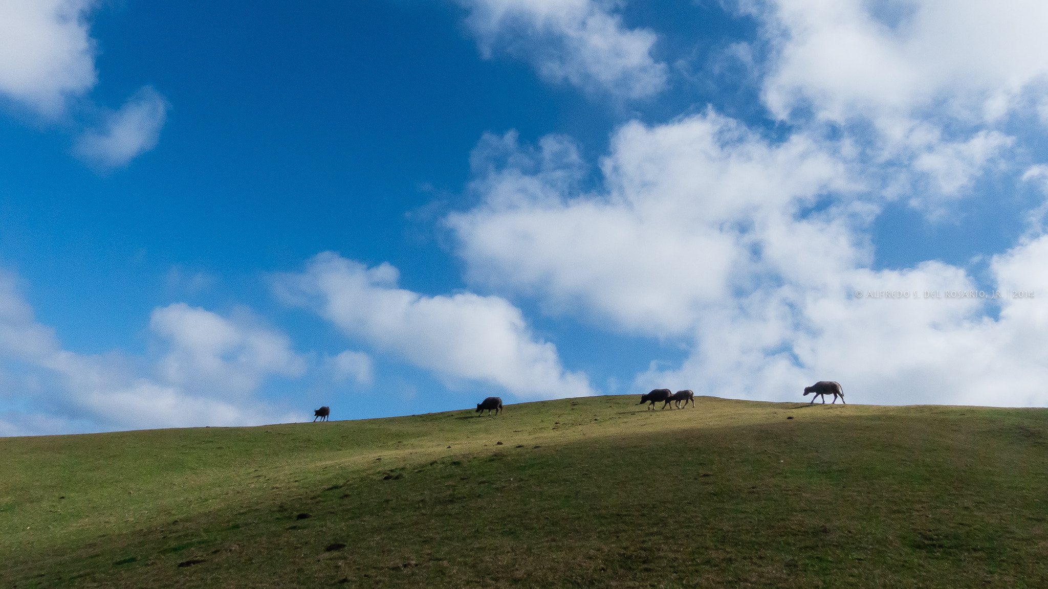 Leica V-Lux 4 sample photo. Carabaos on a hill | batanes photography