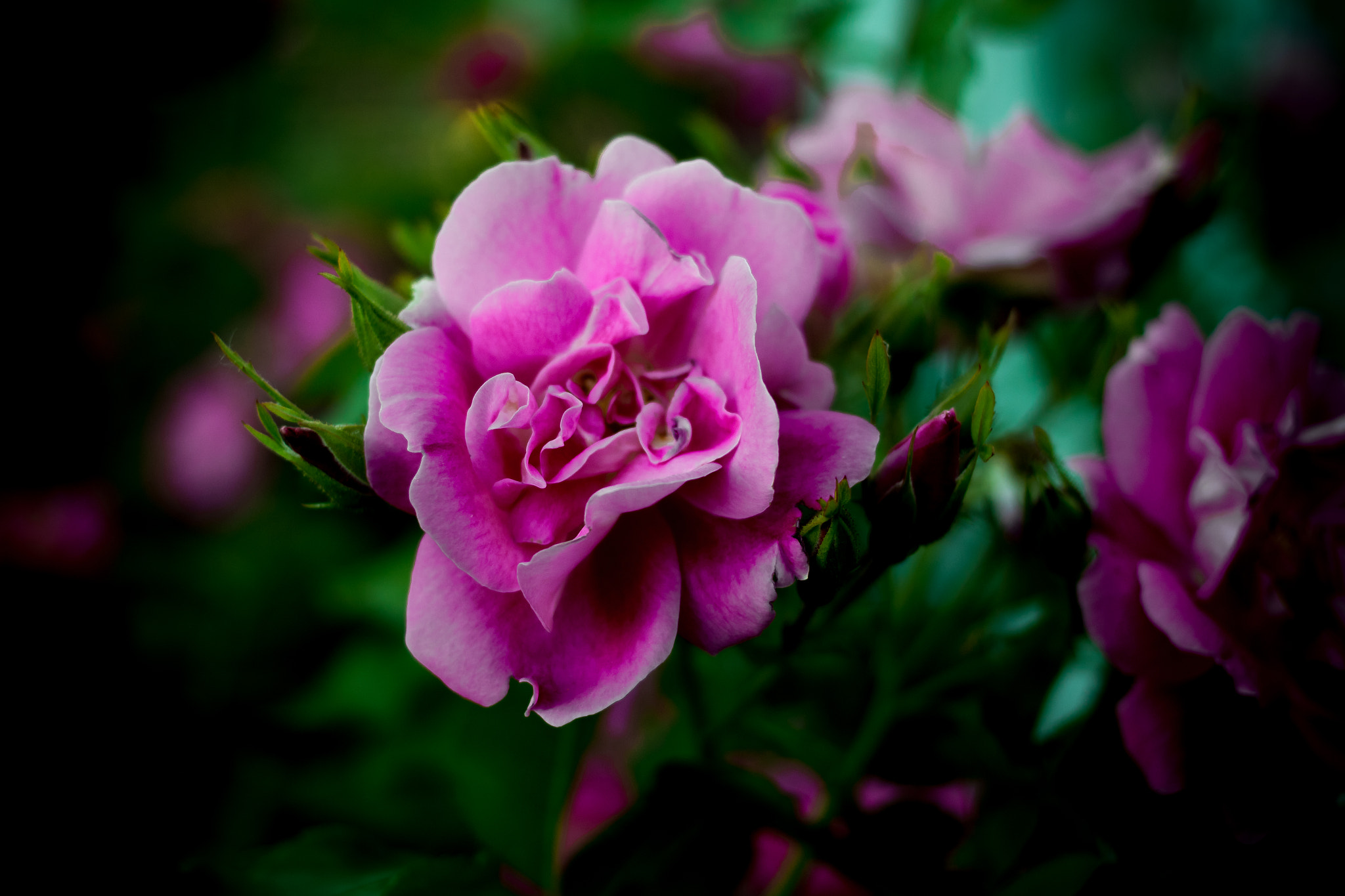 Canon EOS 7D Mark II + Canon EF 40mm F2.8 STM sample photo. Flower photography