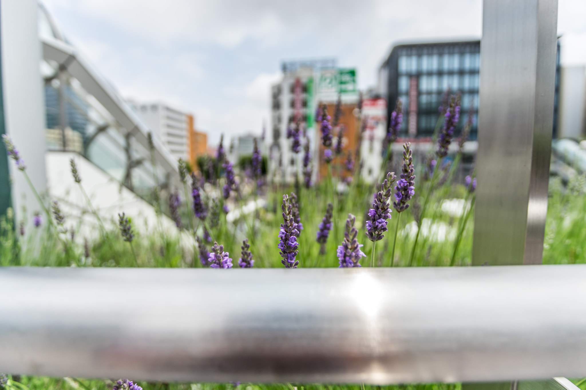 Sony a7 II + Canon EF 17-40mm F4L USM sample photo. Urban nature photography