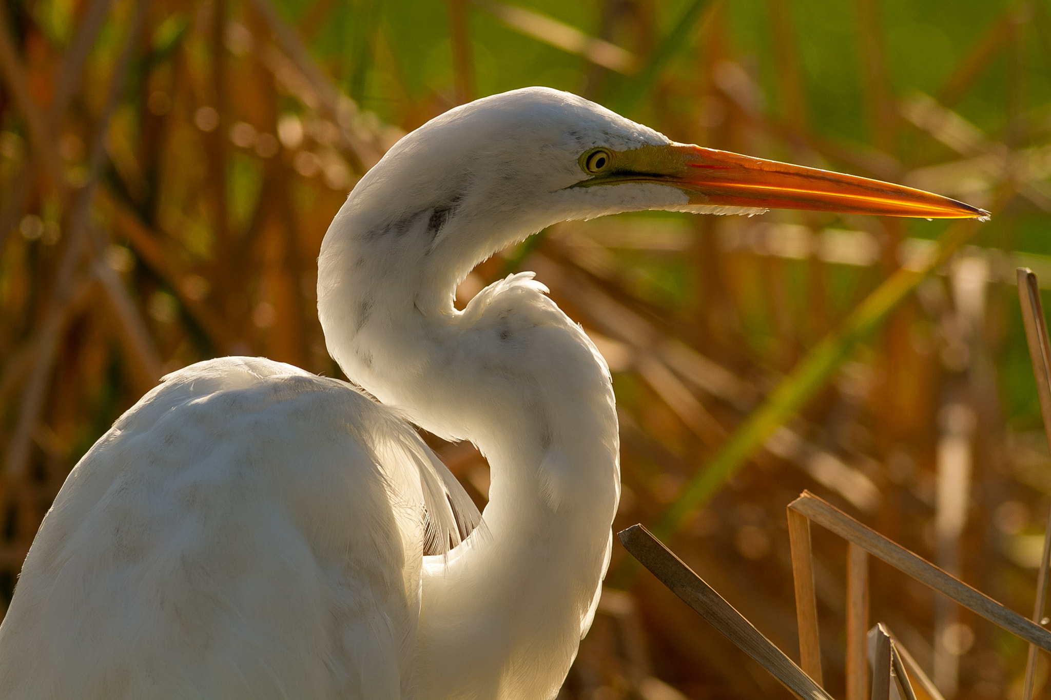 Canon EOS 7D + Canon EF 400mm F5.6L USM sample photo. Backlit bird photography