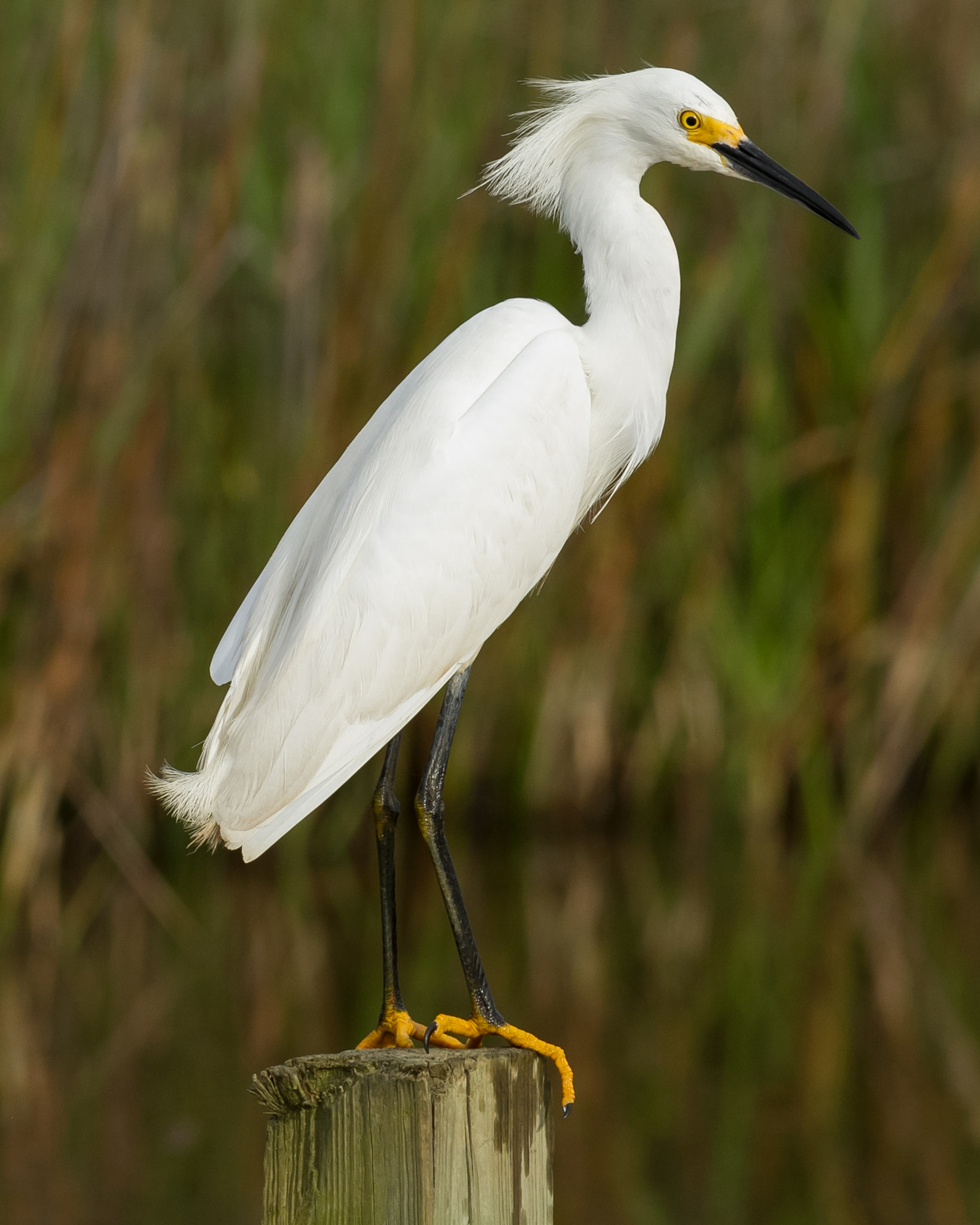 Canon EOS 7D + Canon EF 400mm F5.6L USM sample photo. Snowy egret #1 photography