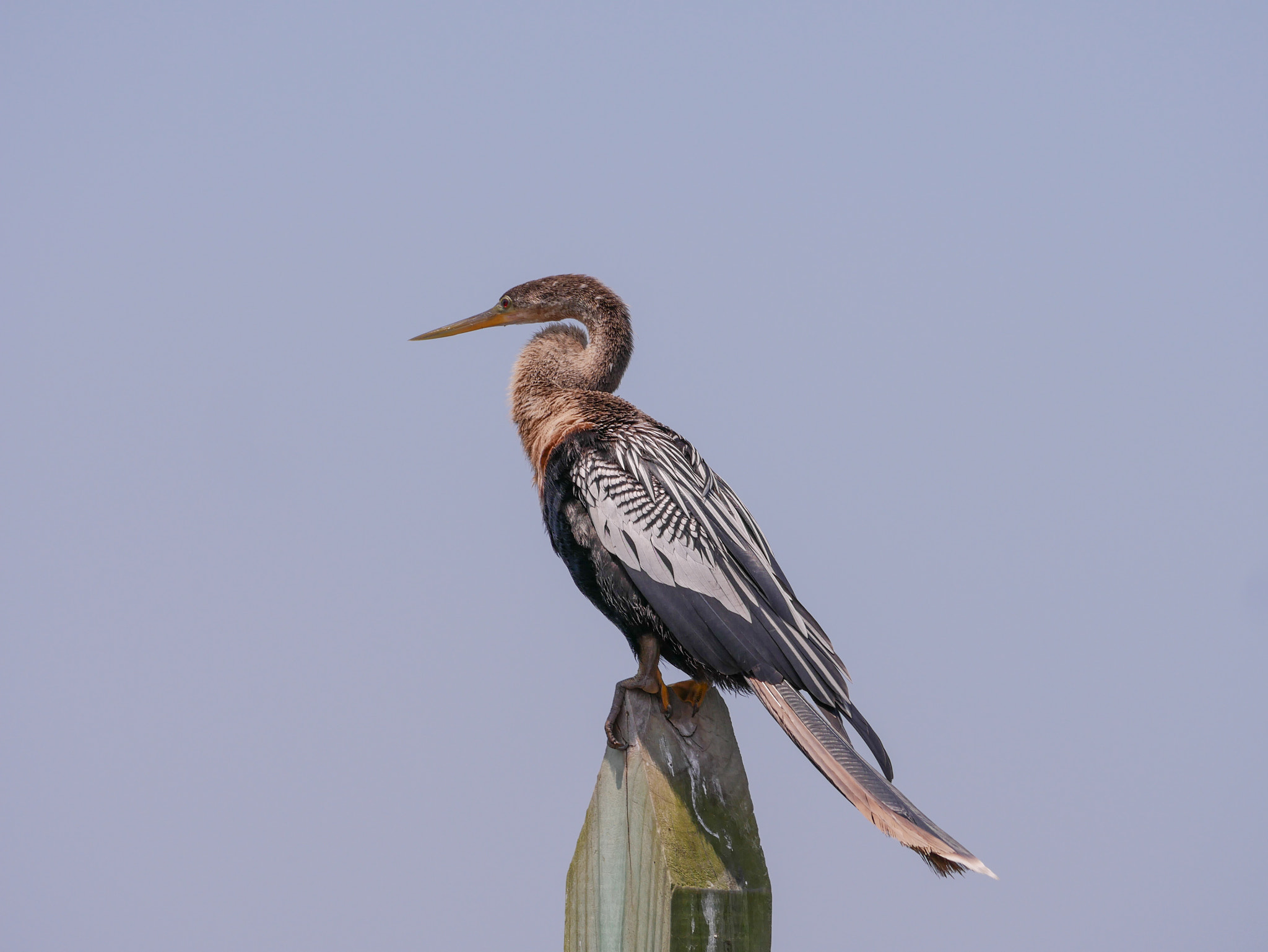Panasonic Lumix DMC-G7 sample photo. Anhinga photography