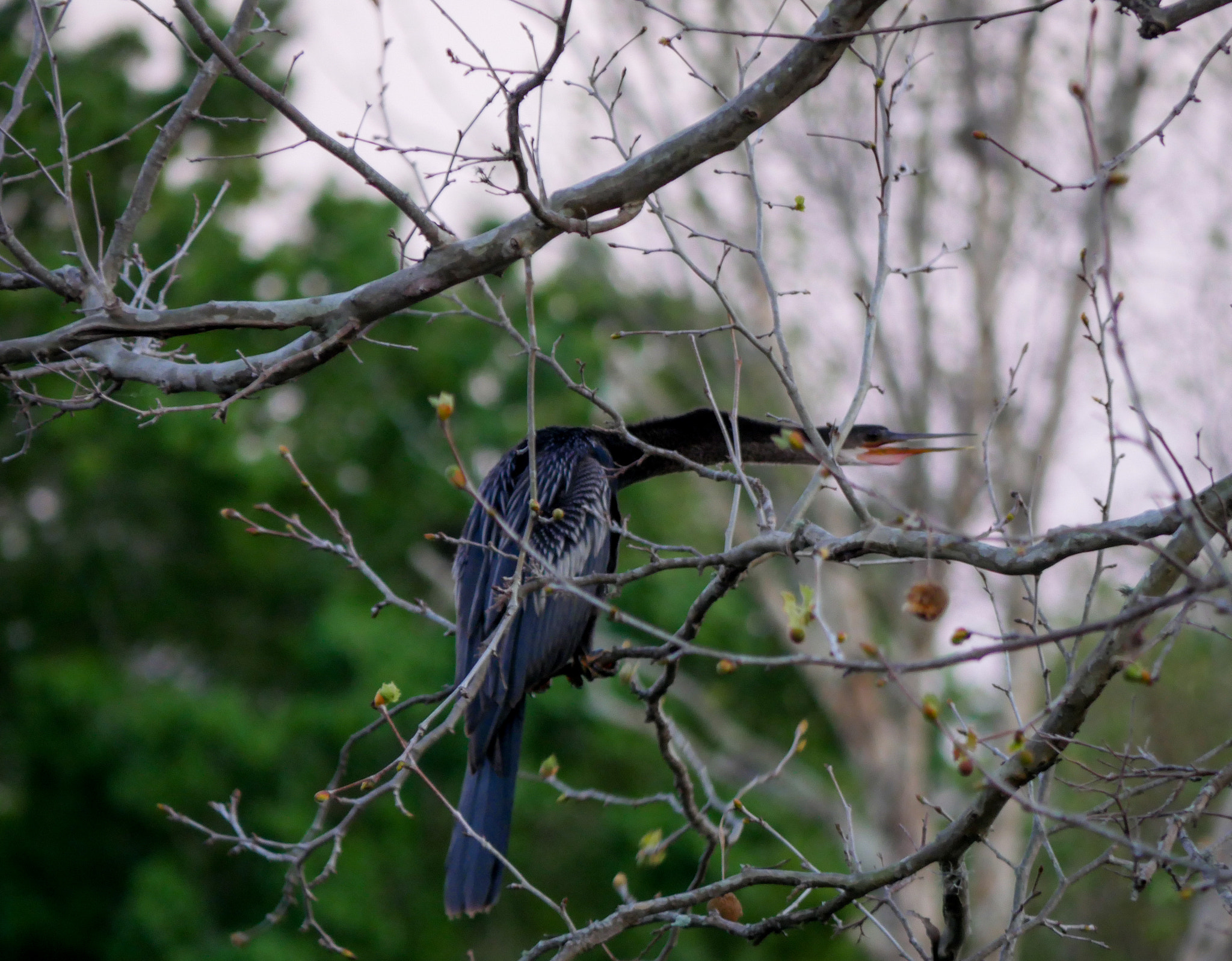 Panasonic Lumix G Vario 45-200mm F4-5.6 OIS sample photo. Perched to swoop photography