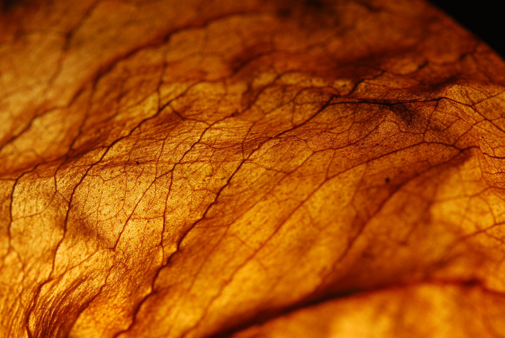 Sigma 105mm F2.8 EX DG OS HSM sample photo. Leaf.jpg photography