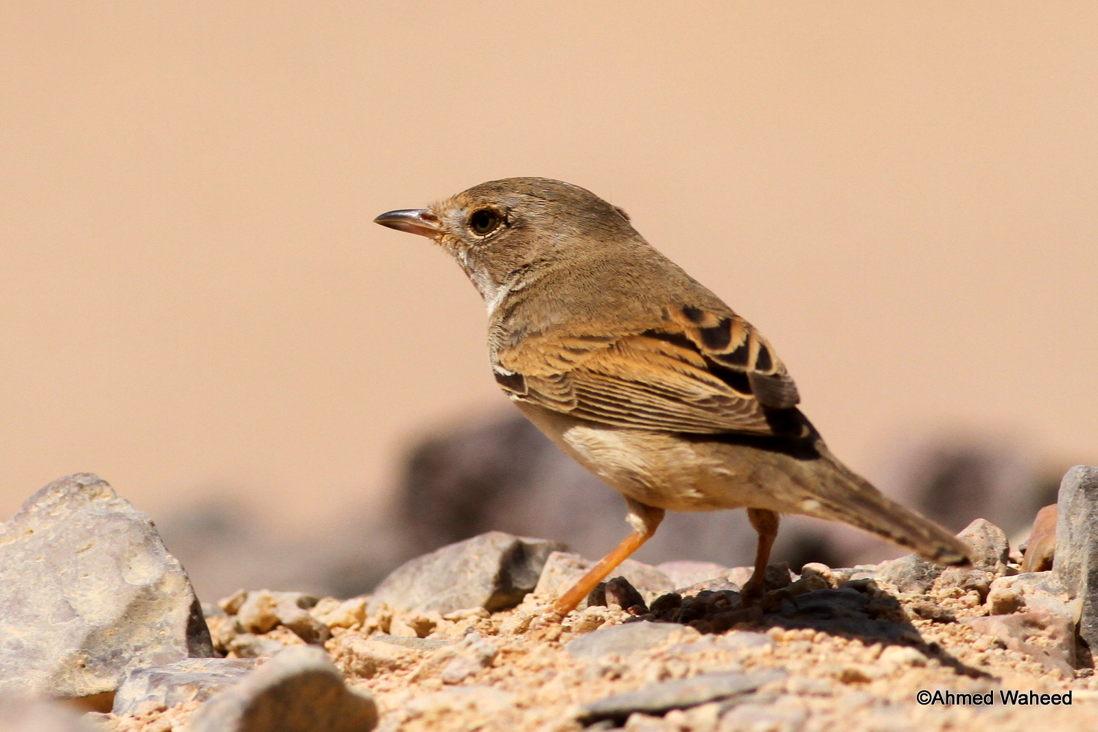 Canon EOS 7D + Canon EF 400mm F5.6L USM sample photo. White throat photography