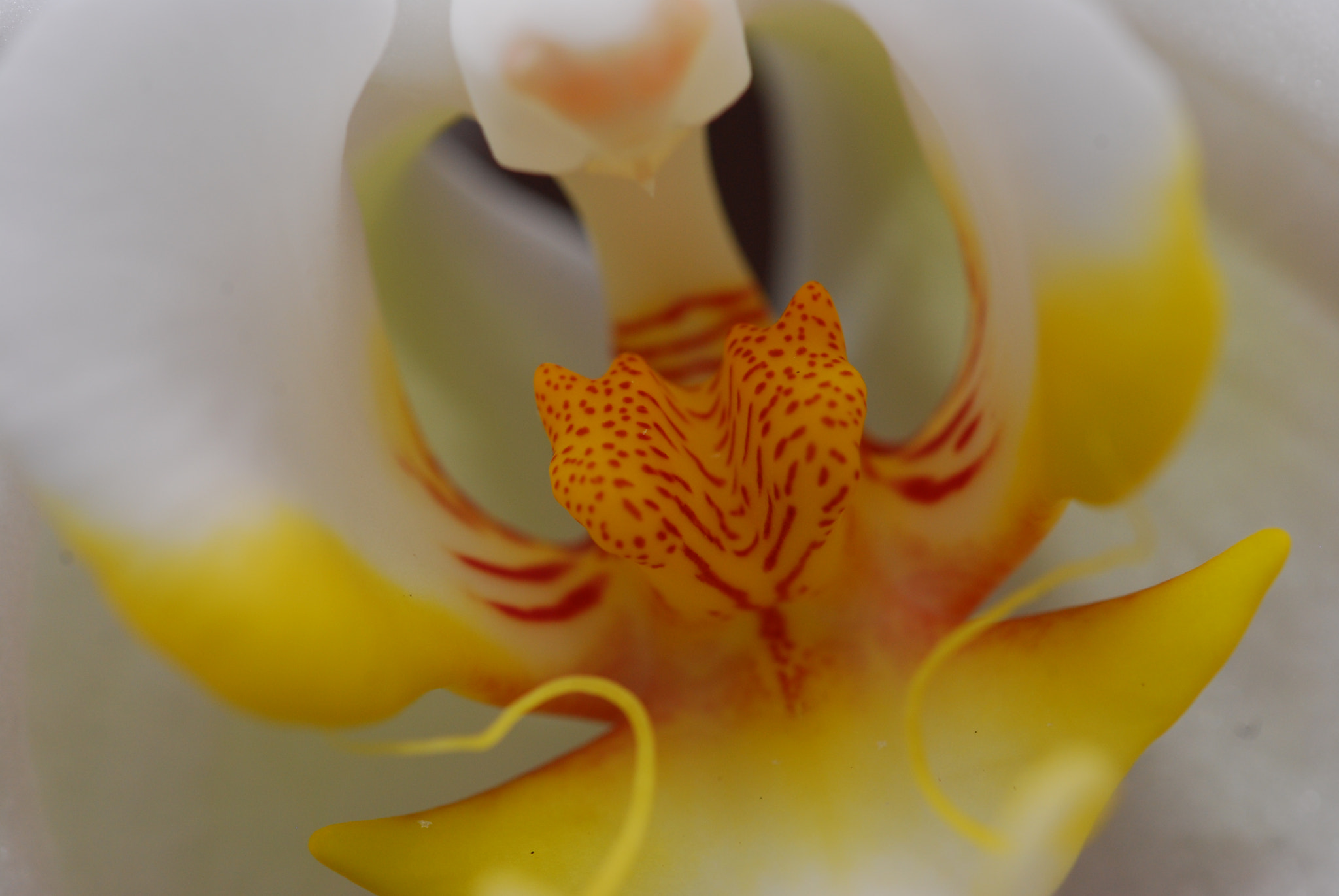 Sigma 105mm F2.8 EX DG OS HSM sample photo. Flower.jpg photography