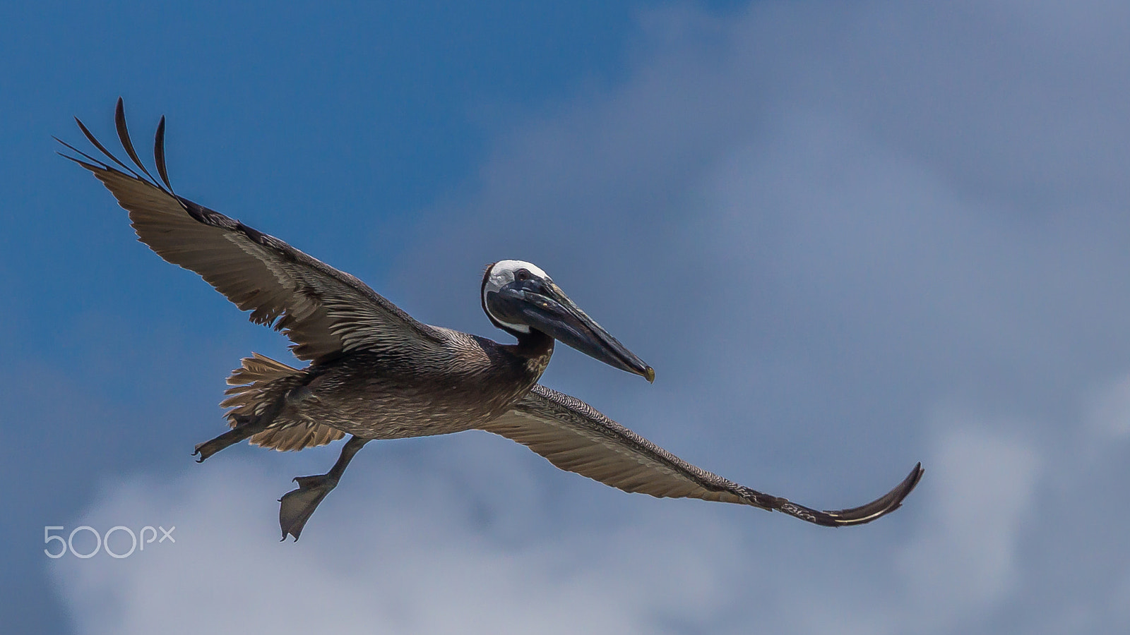 Sony 70-300mm F4.5-5.6 G SSM sample photo. Sky dance photography