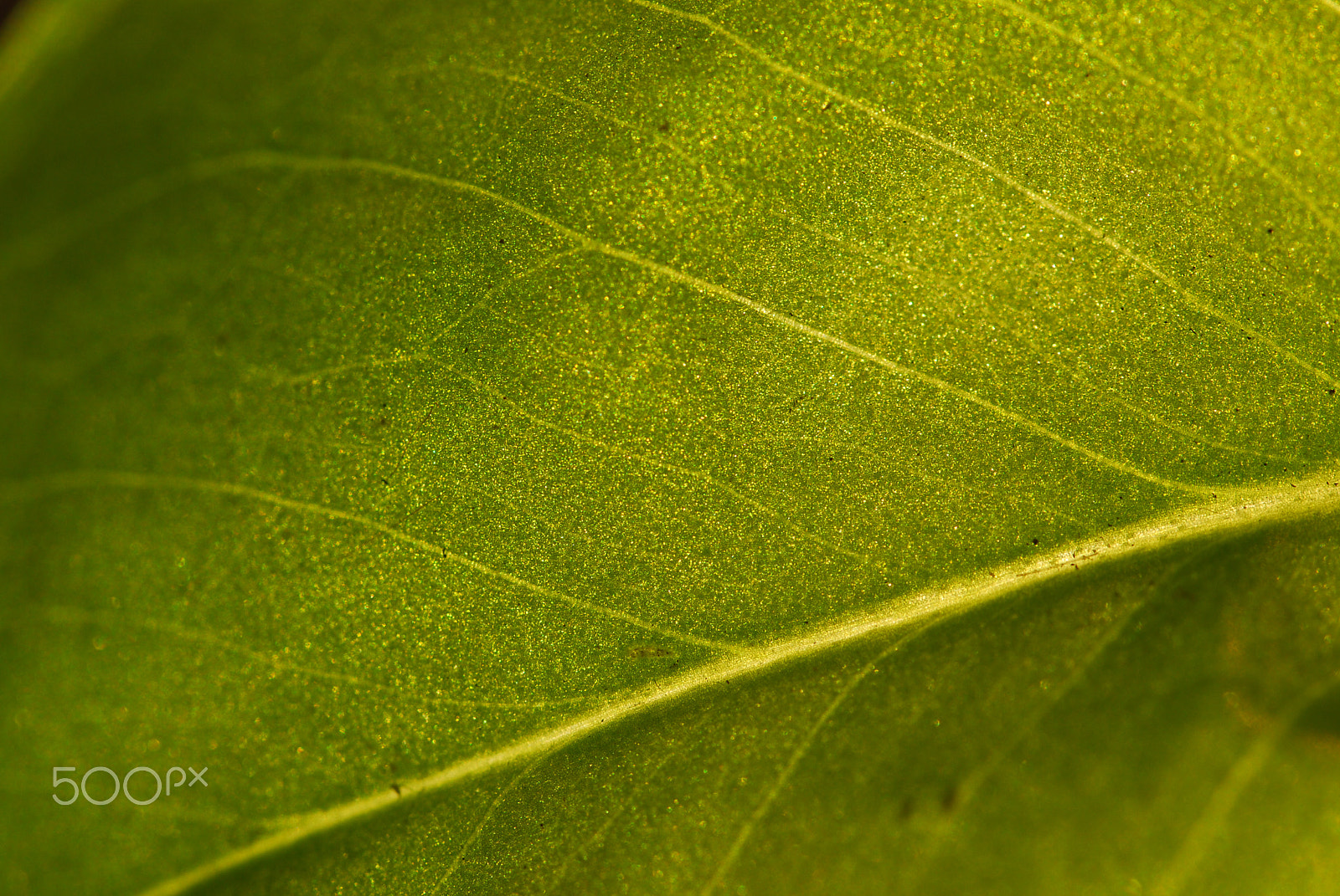 Sigma 105mm F2.8 EX DG OS HSM sample photo. Dsc_7420.jpg photography
