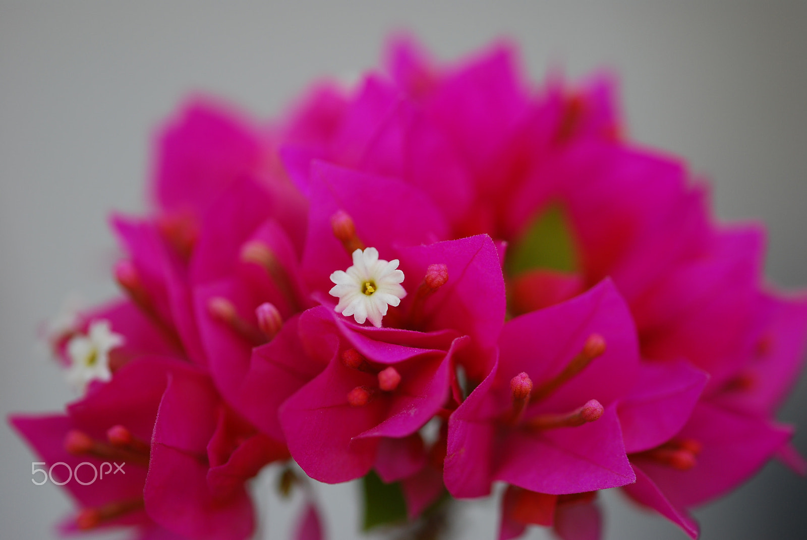 Sigma 105mm F2.8 EX DG OS HSM sample photo. Purple flowers.jpg photography