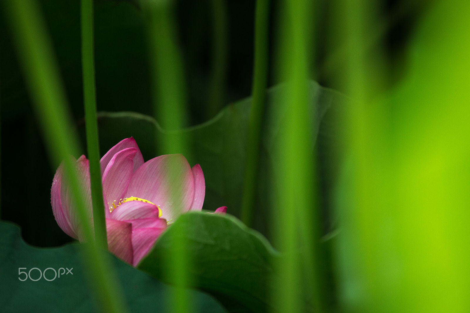Canon EF 70-200mm F4L IS USM sample photo. Lotus photography