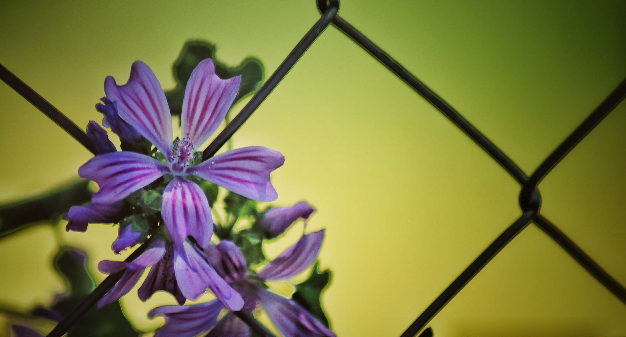 Canon EOS 760D (EOS Rebel T6s / EOS 8000D) + Canon 70-300mm sample photo