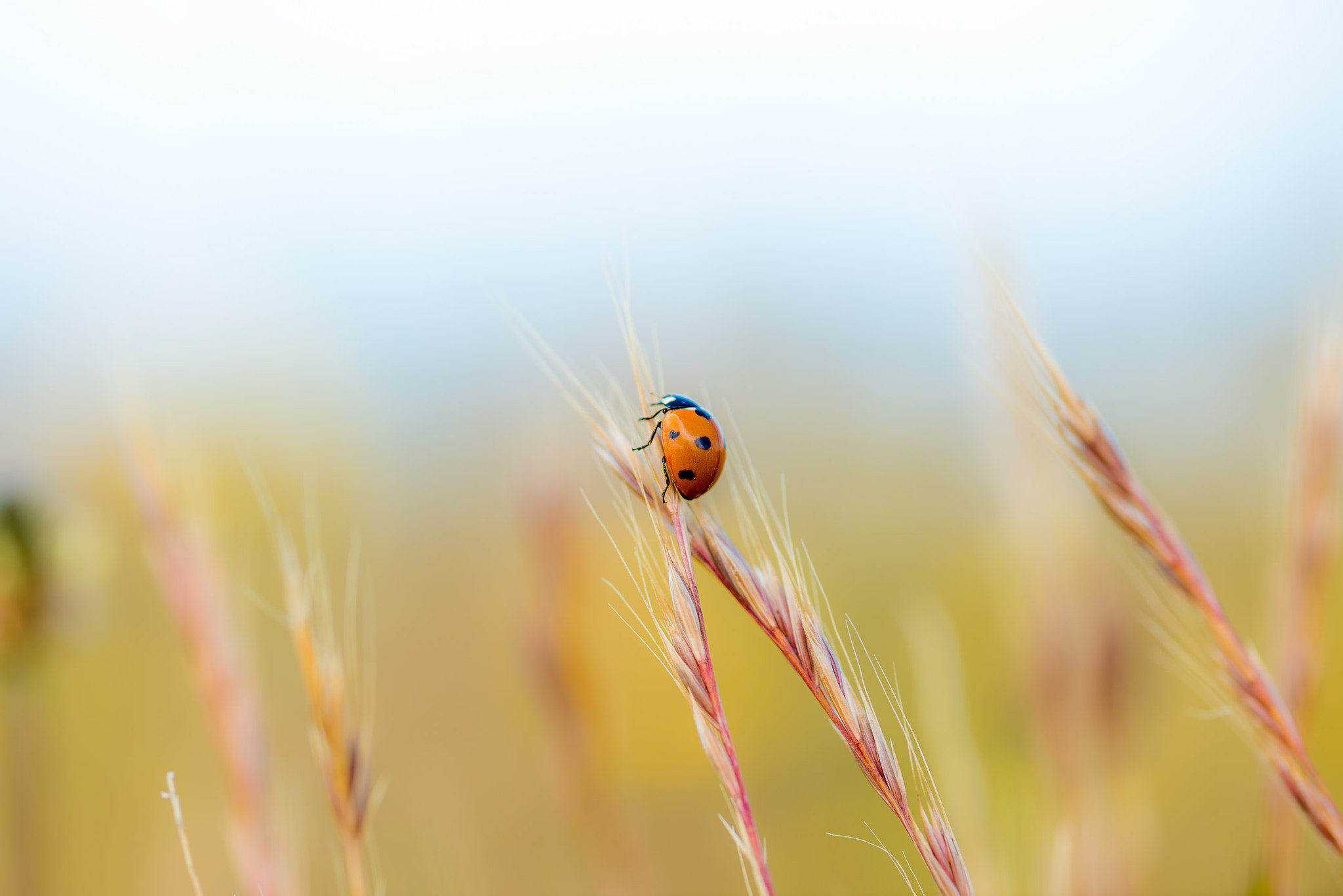 ZEISS Makro-Planar T* 100mm F2 sample photo. Ladybug photography