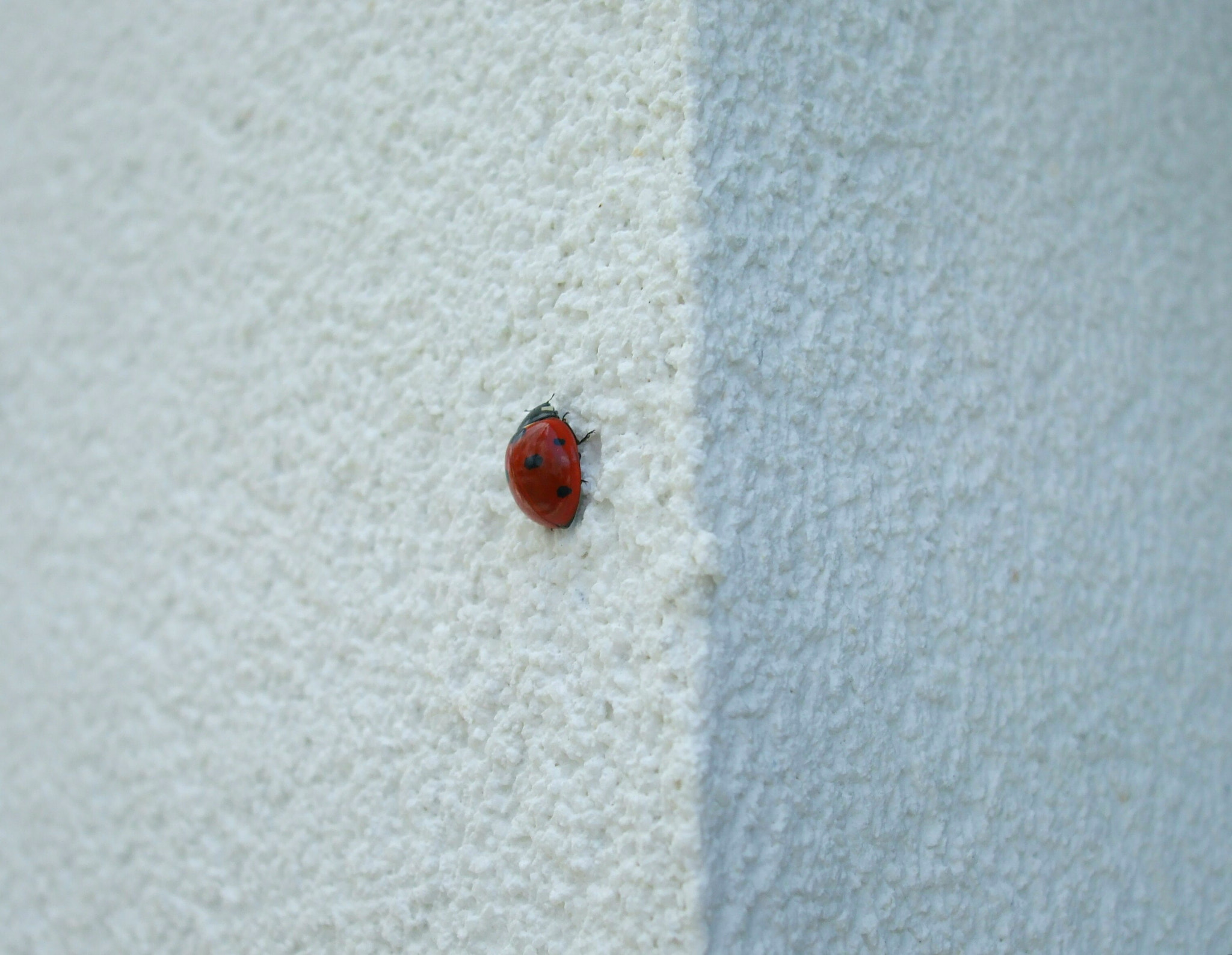 Fujifilm FinePix A820 sample photo. Ladybug photography